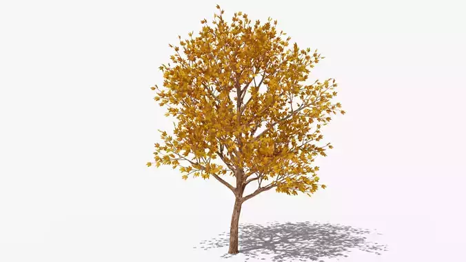 Stylized Cartoon Maple Tree with Orange Leaves Low-poly 3D model