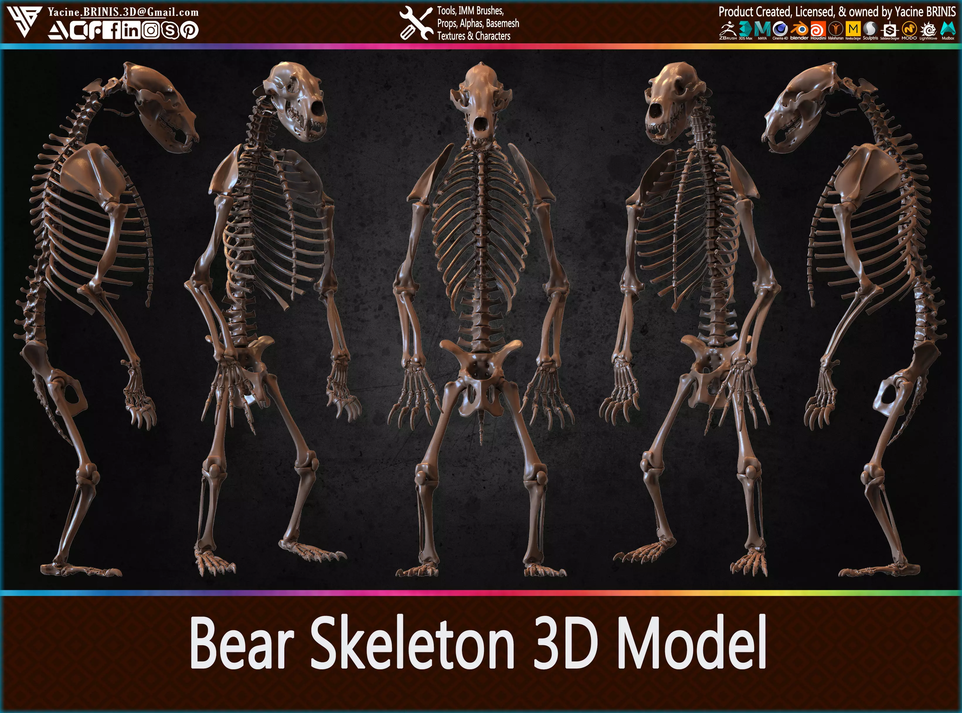 Bear Skeleton 3D Model Low-poly 3D model_0