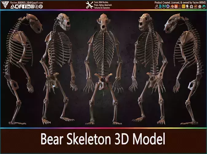 Bear Skeleton 3D Model
