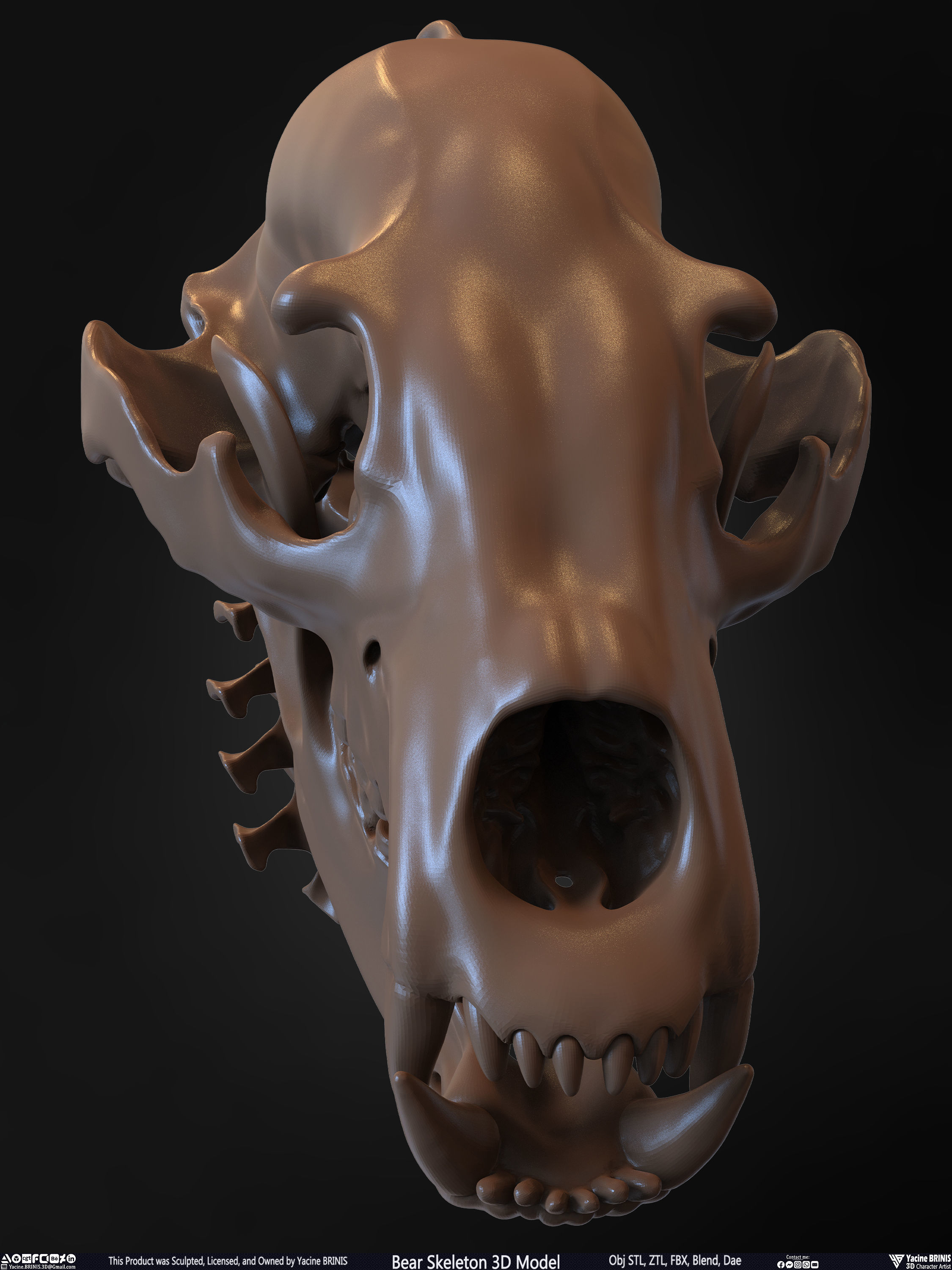 Bear Skeleton 3D Model Low-poly 3D model_34