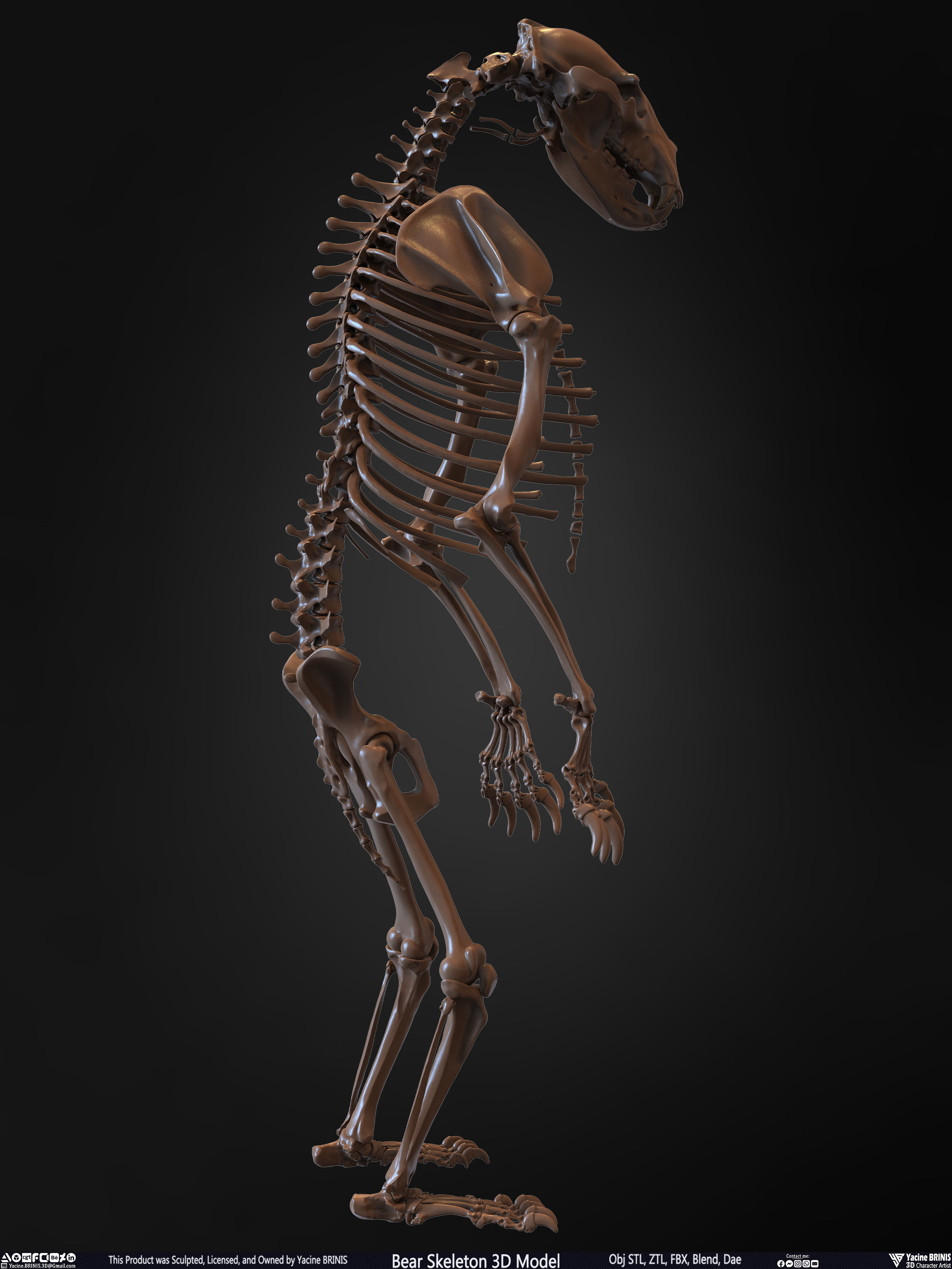 Bear Skeleton 3D Model Low-poly 3D model_20