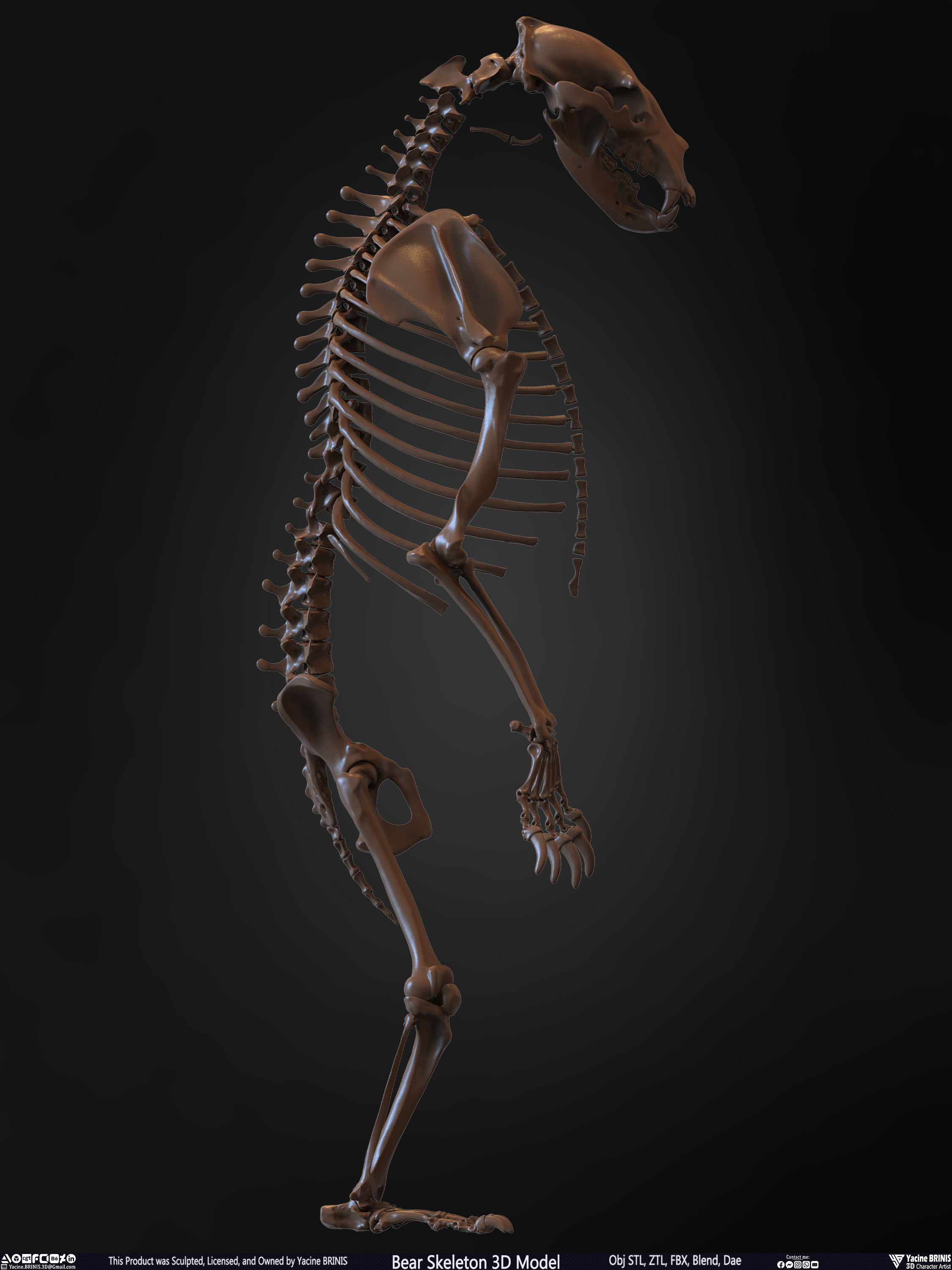 Bear Skeleton 3D Model Low-poly 3D model_21