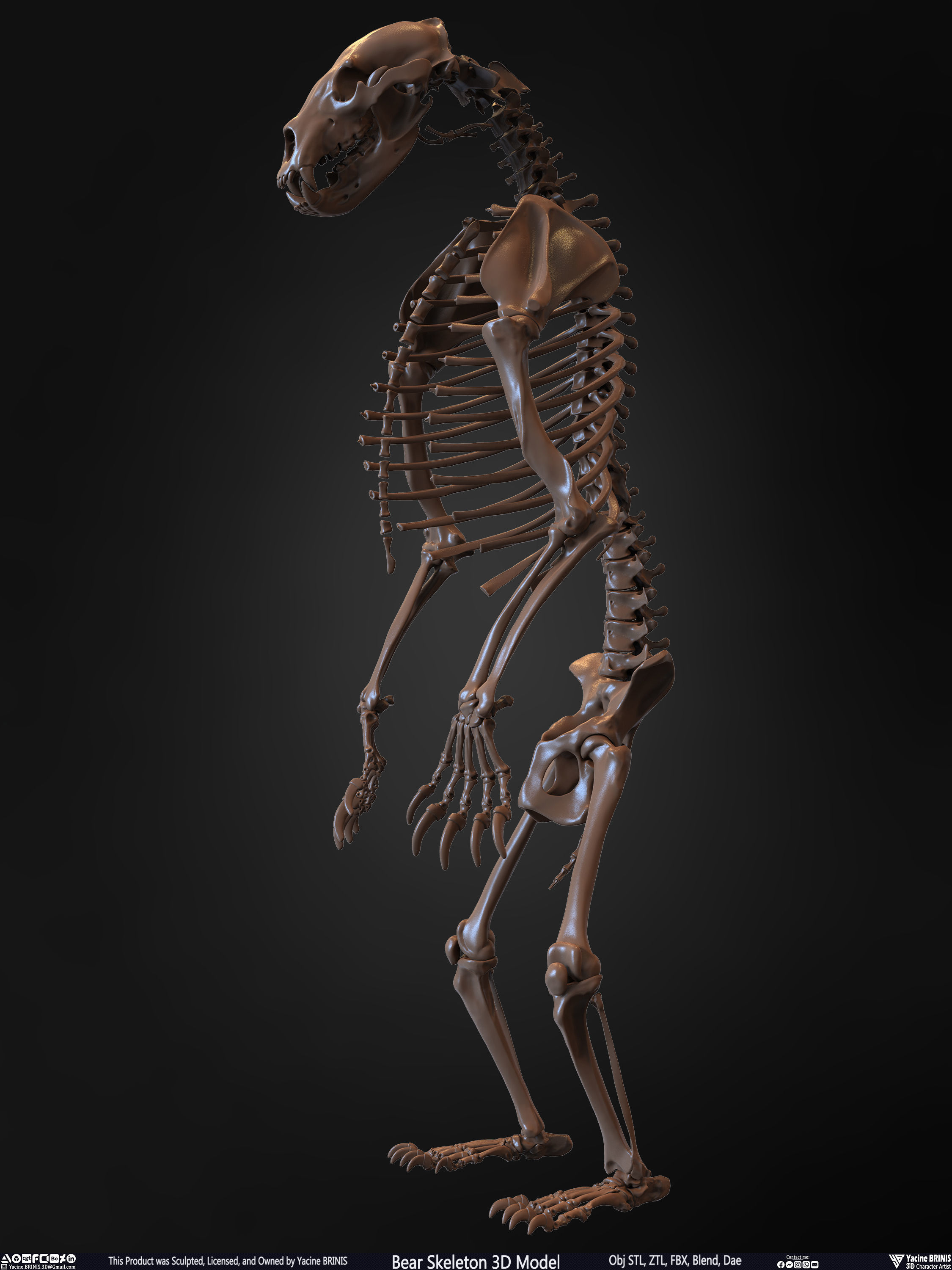 Bear Skeleton 3D Model Low-poly 3D model_9