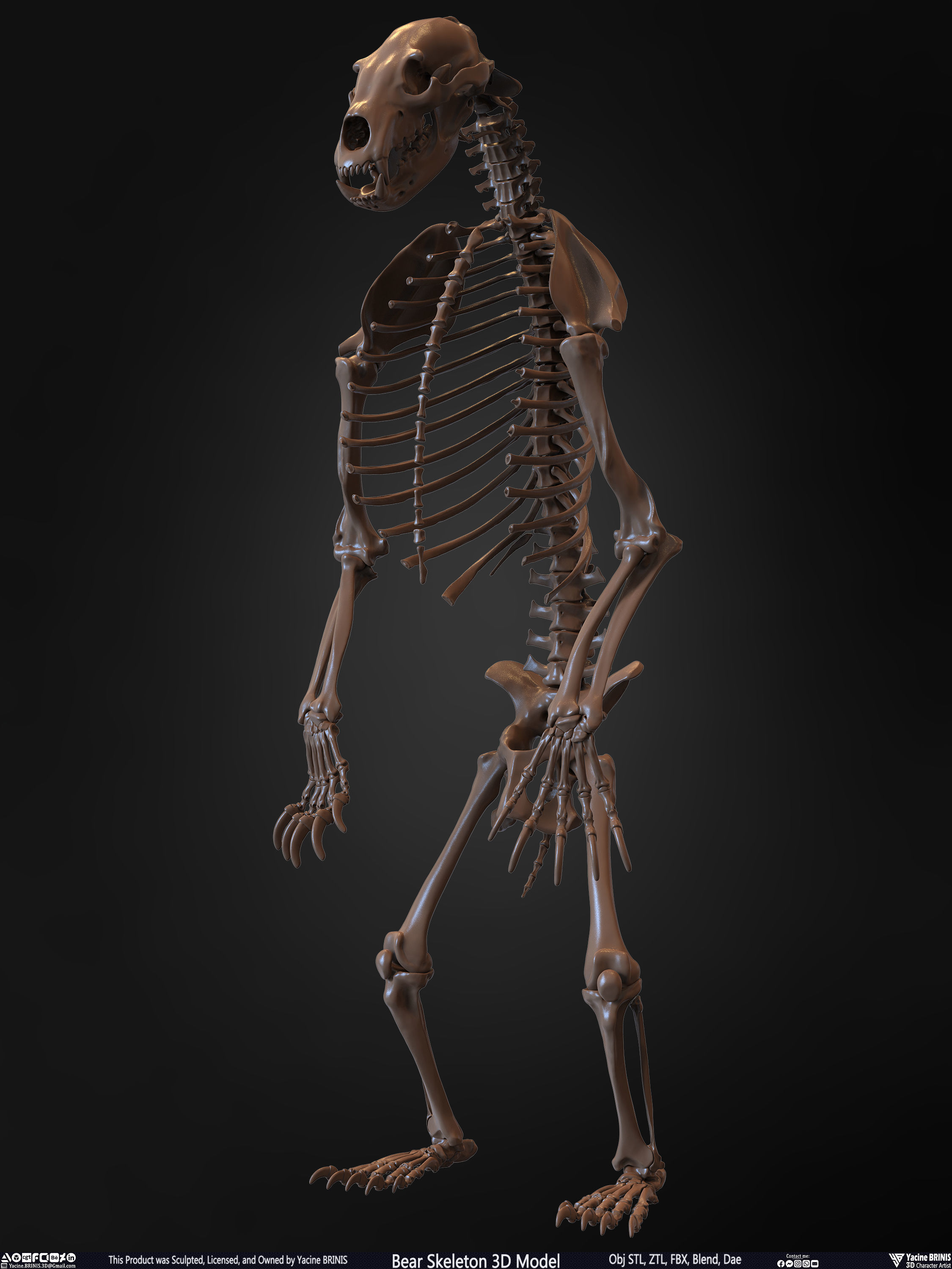 Bear Skeleton 3D Model Low-poly 3D model_7