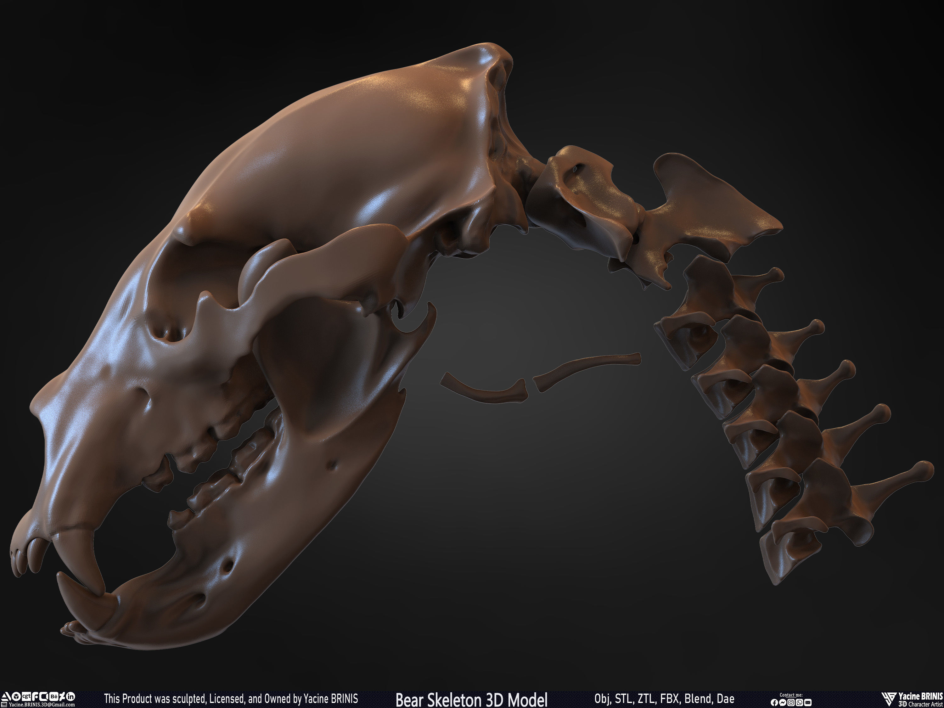 Bear Skeleton 3D Model Low-poly 3D model_33