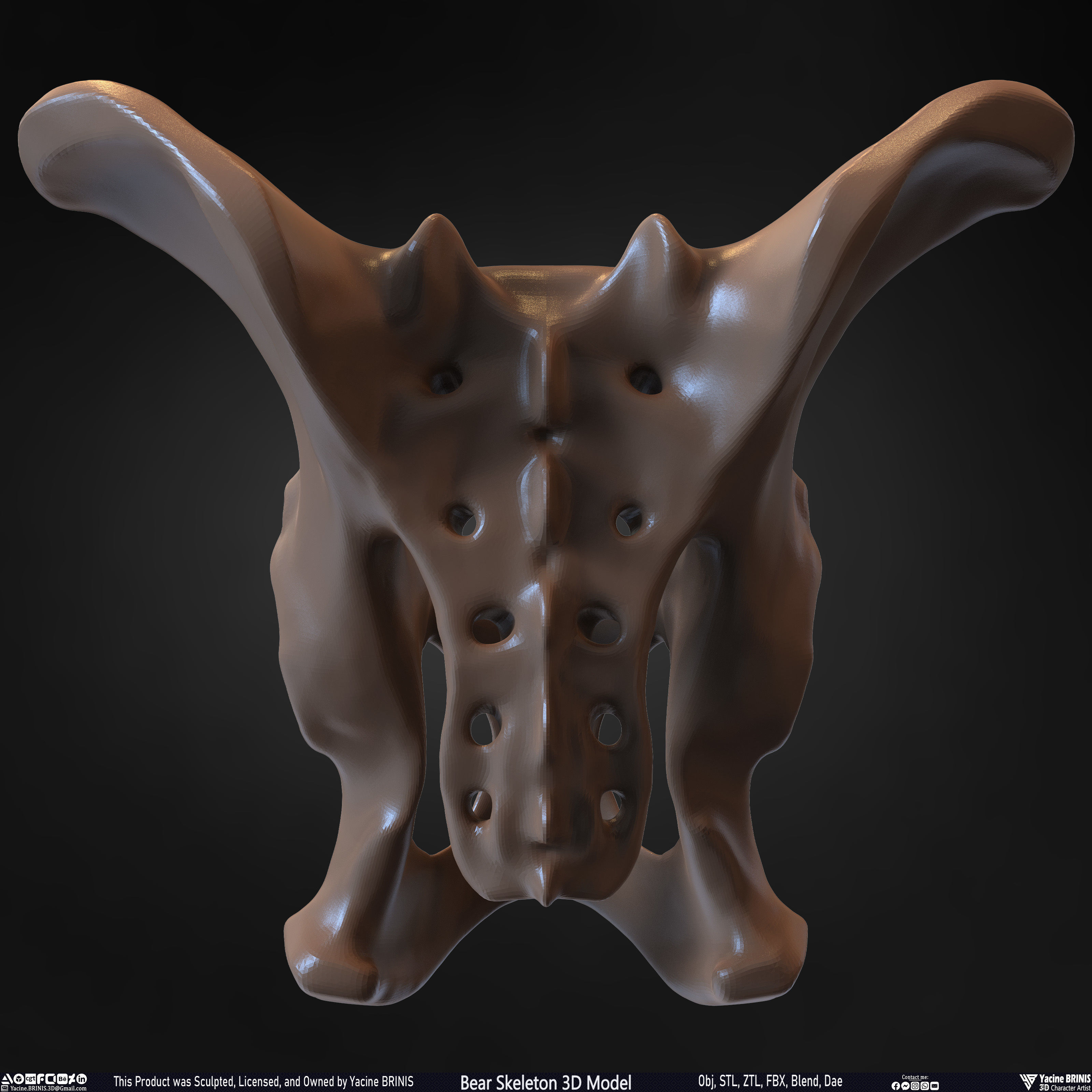 Bear Skeleton 3D Model Low-poly 3D model_36