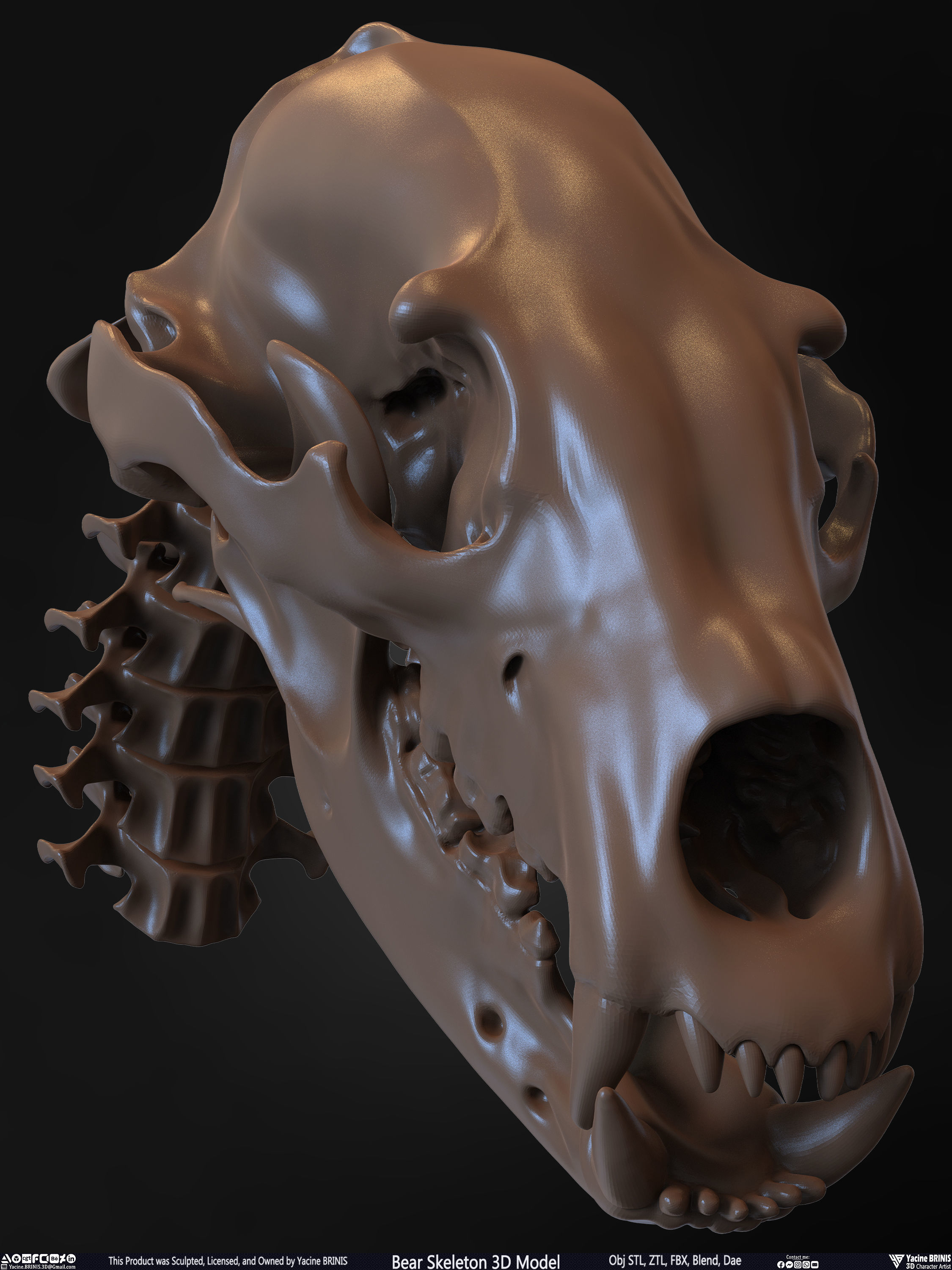 Bear Skeleton 3D Model Low-poly 3D model_35