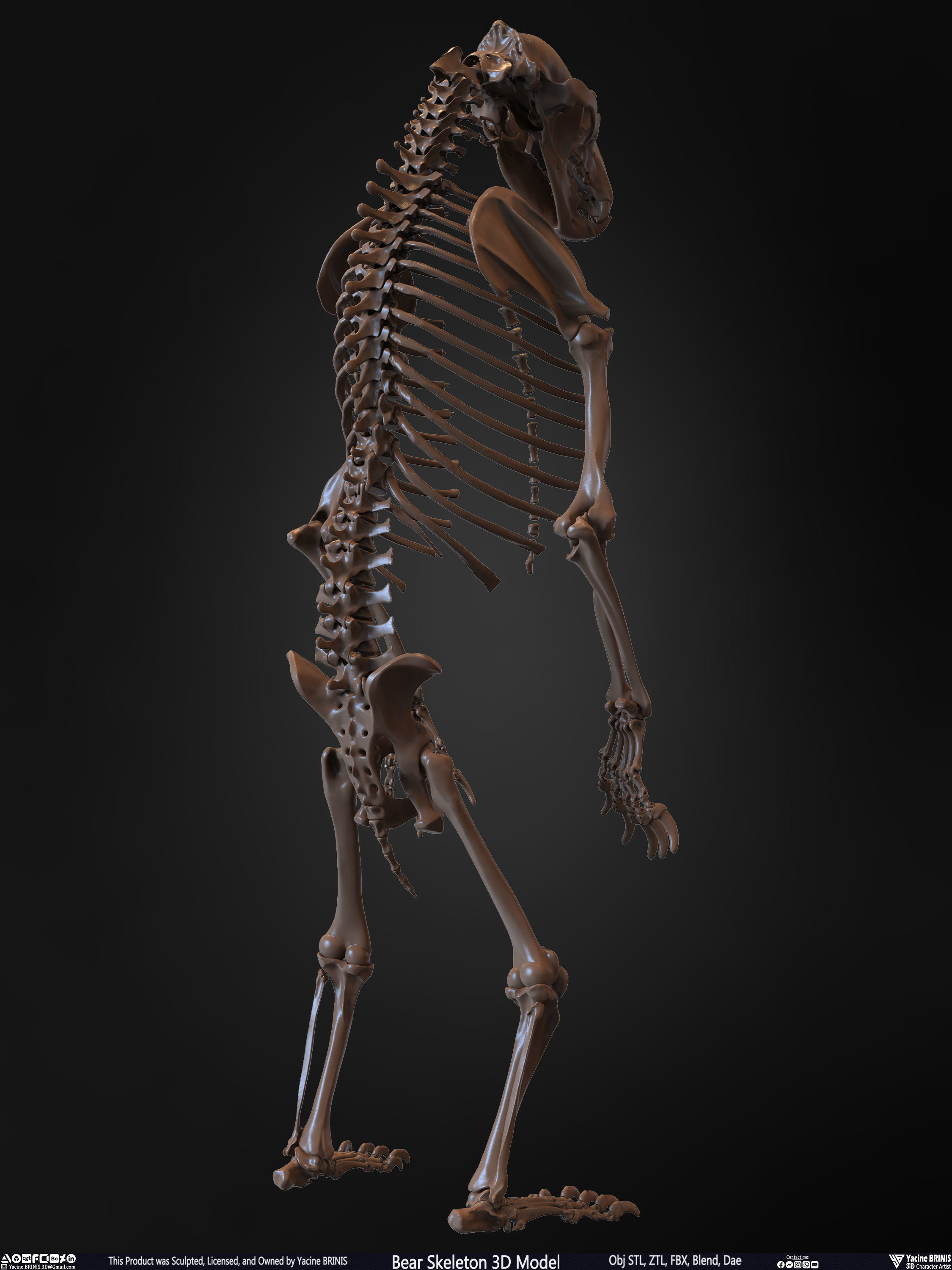 Bear Skeleton 3D Model Low-poly 3D model_18