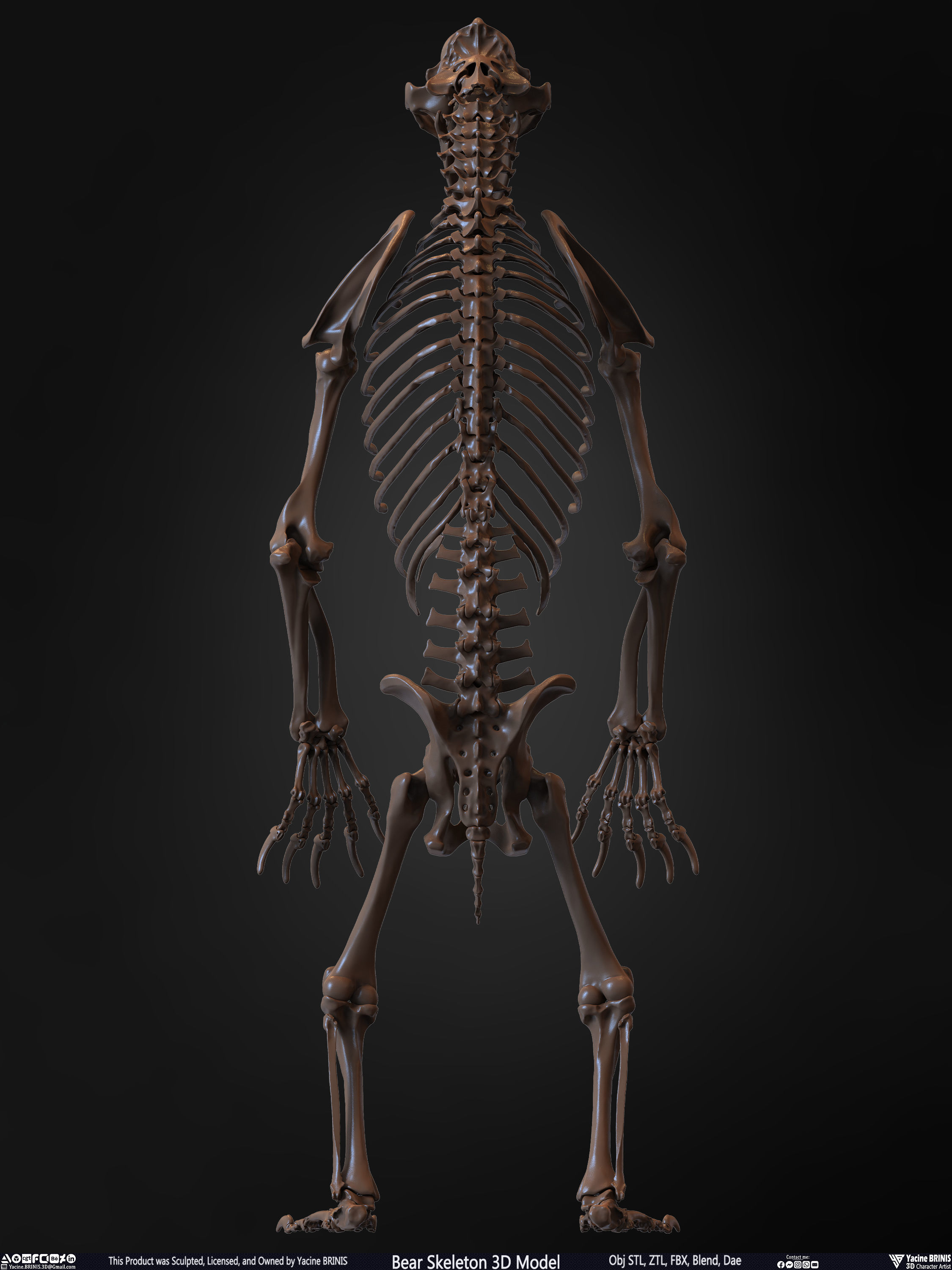 Bear Skeleton 3D Model Low-poly 3D model_15