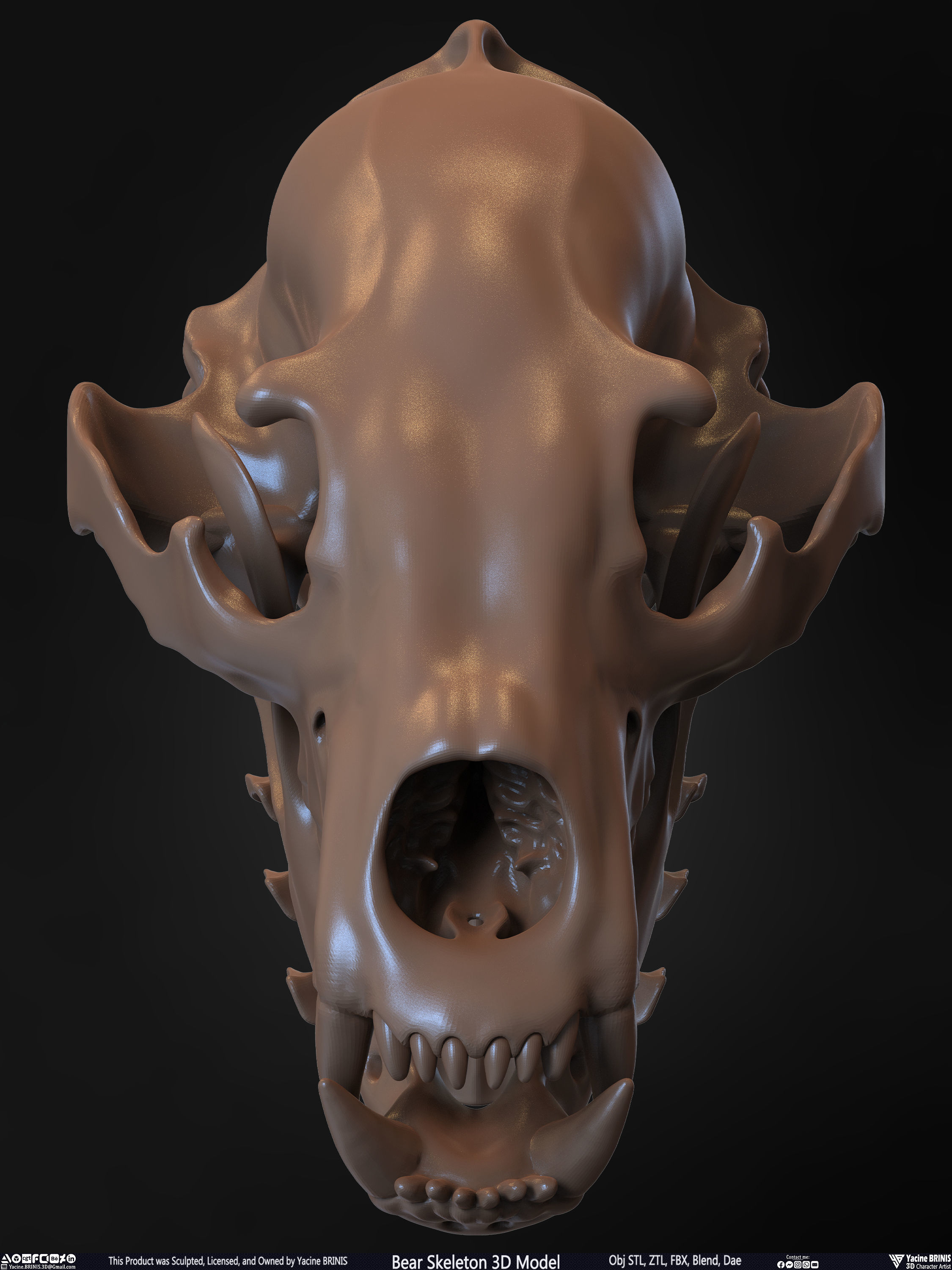 Bear Skeleton 3D Model Low-poly 3D model_29