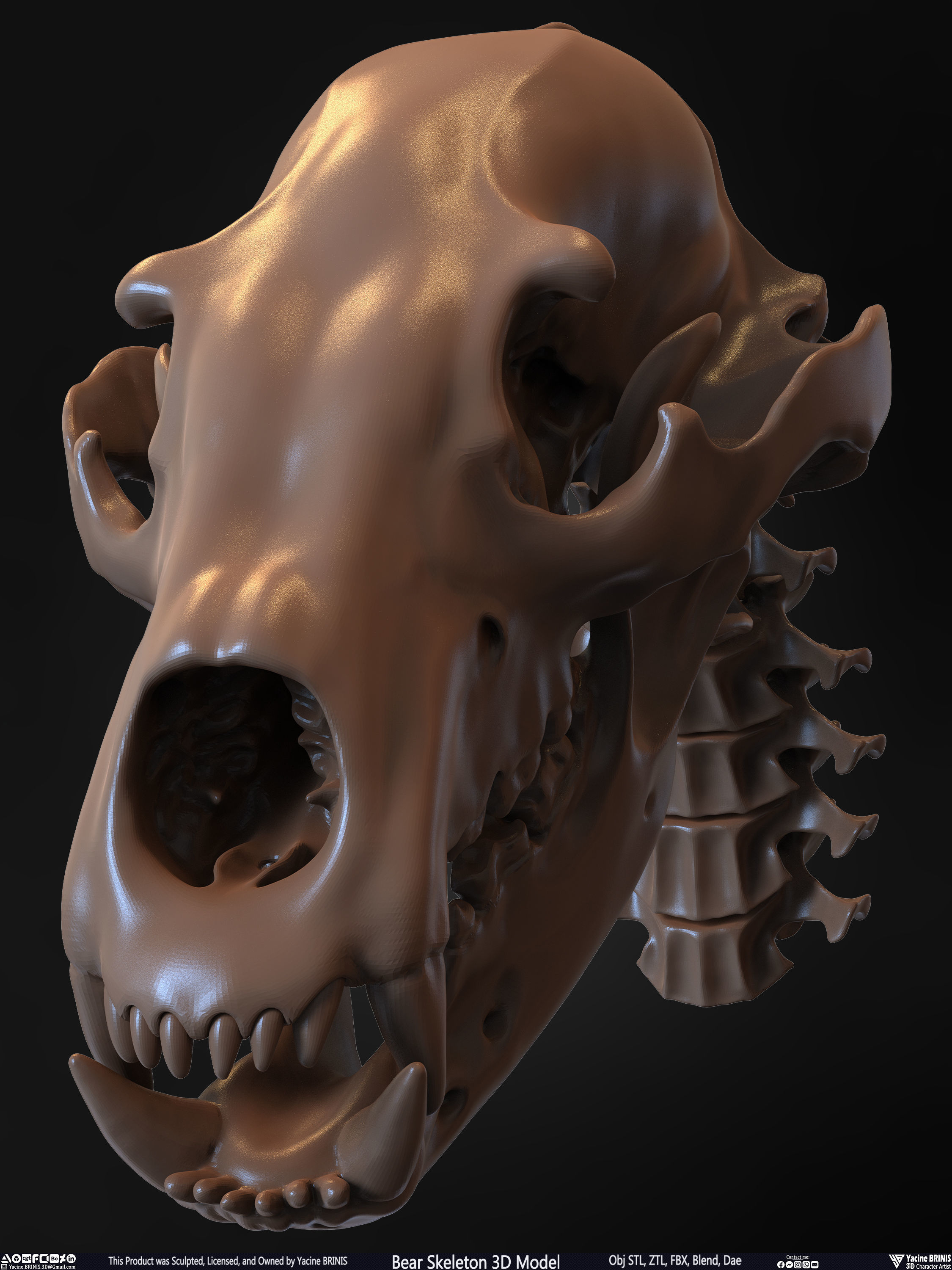 Bear Skeleton 3D Model Low-poly 3D model_28