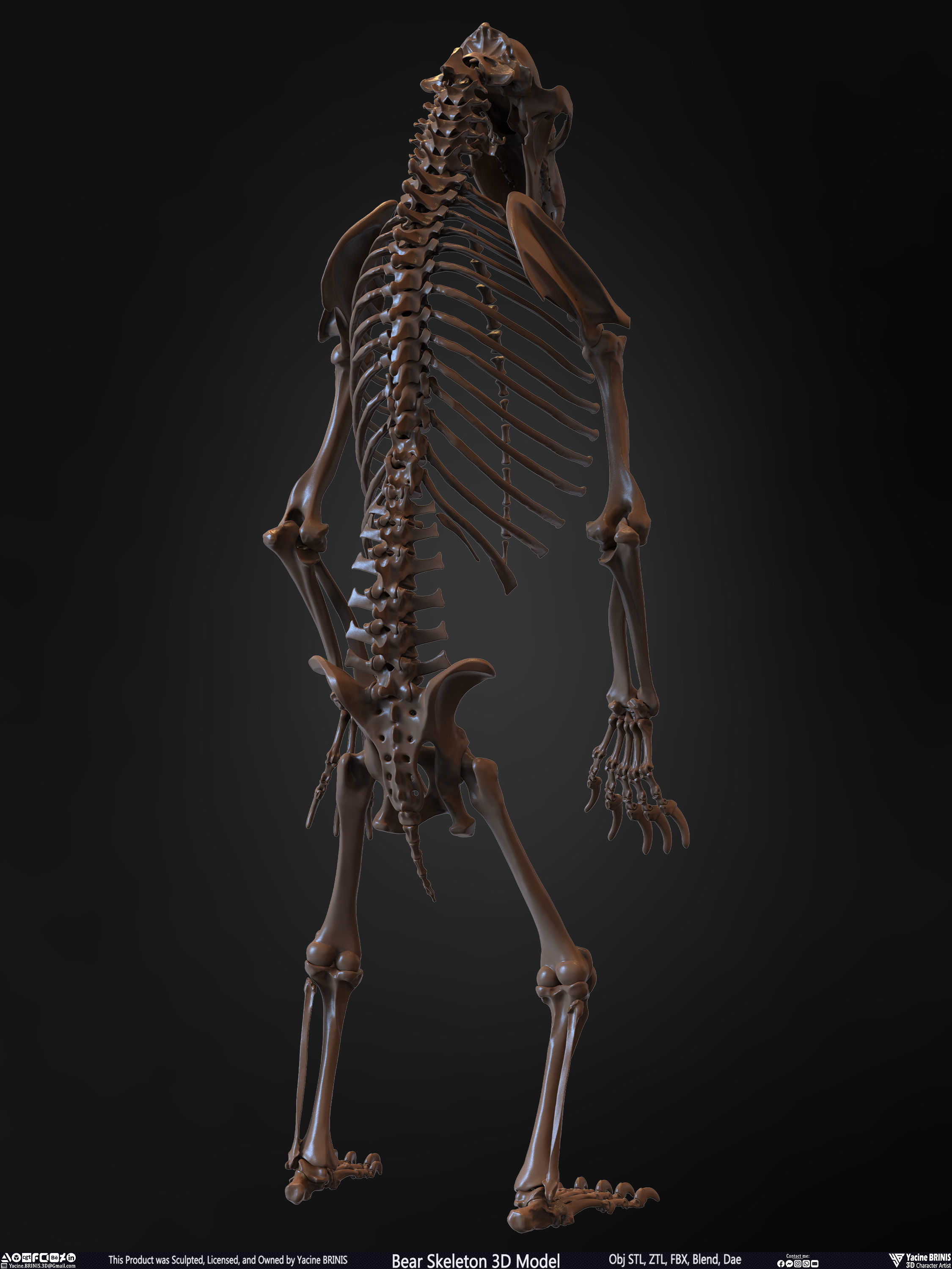 Bear Skeleton 3D Model Low-poly 3D model_17