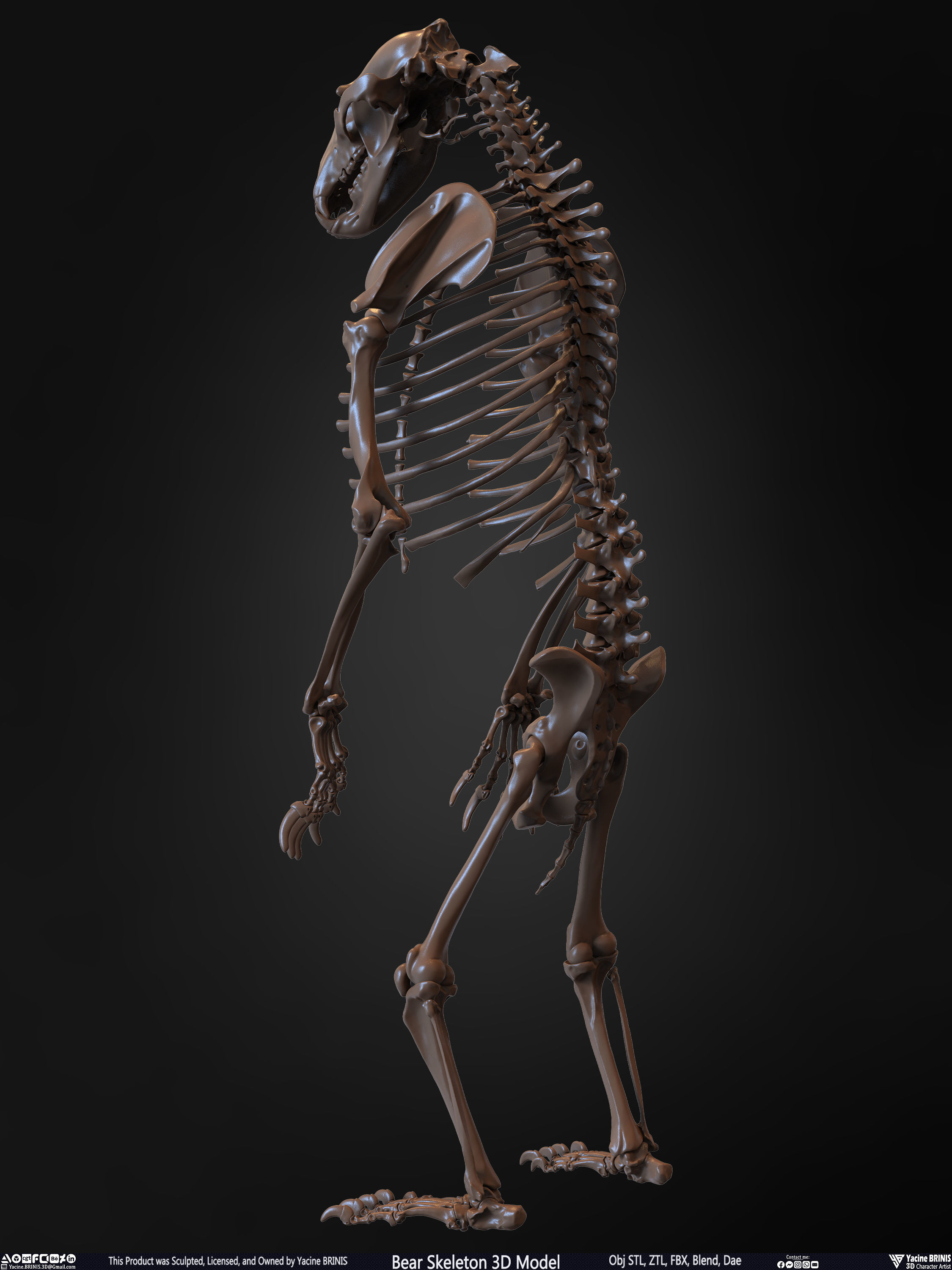 Bear Skeleton 3D Model Low-poly 3D model_12