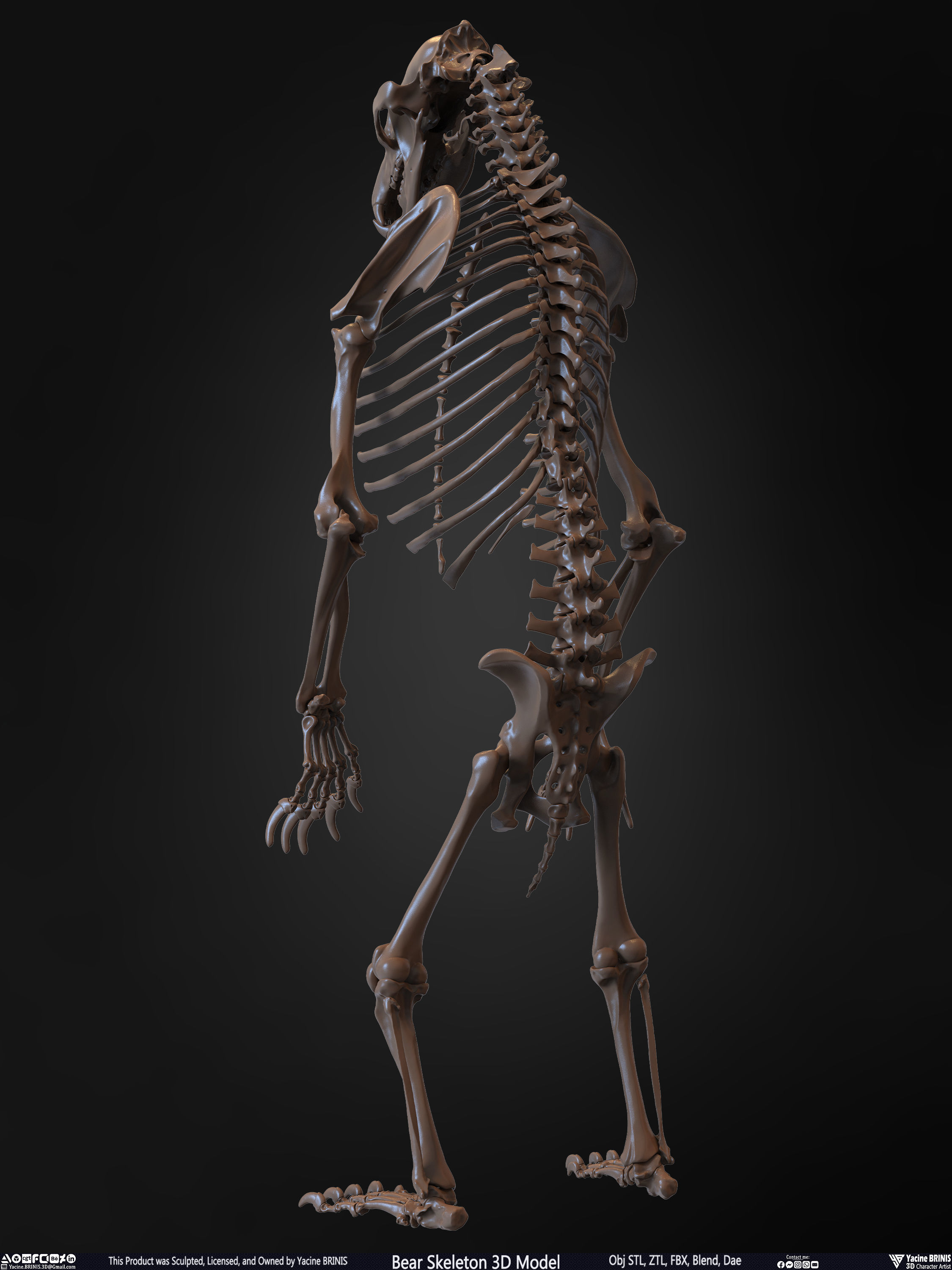Bear Skeleton 3D Model Low-poly 3D model_13