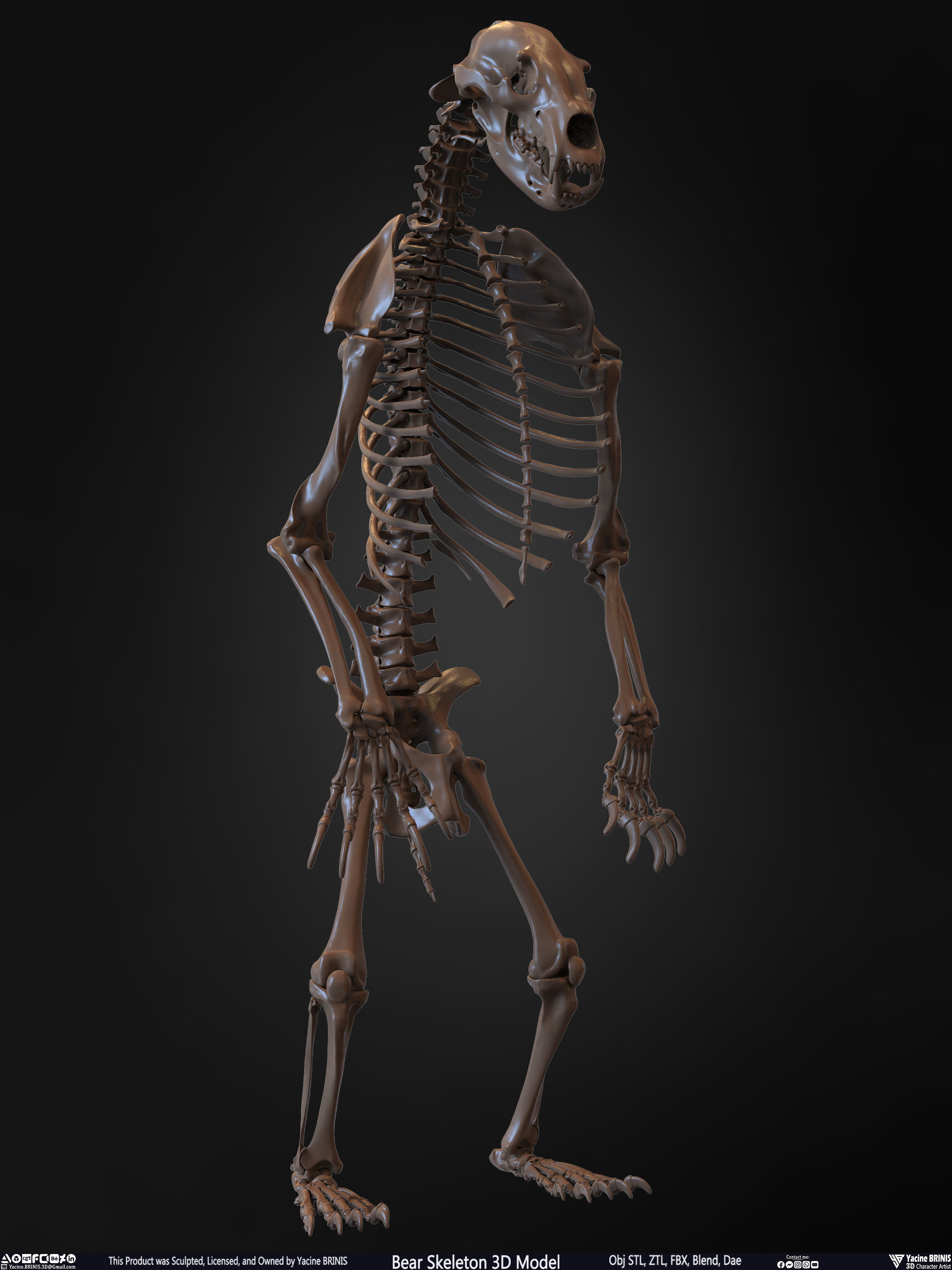 Bear Skeleton 3D Model Low-poly 3D model_25