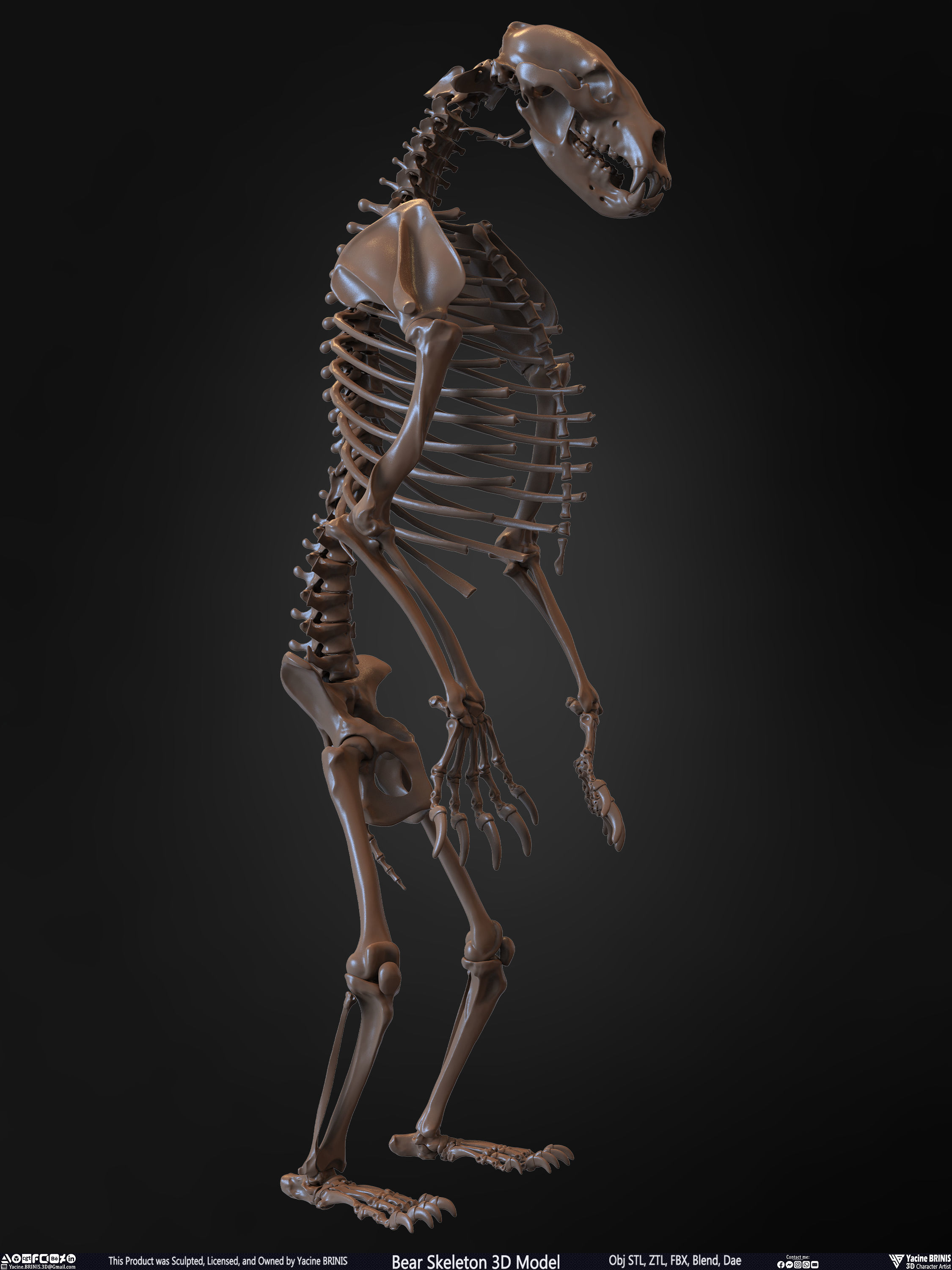 Bear Skeleton 3D Model Low-poly 3D model_23