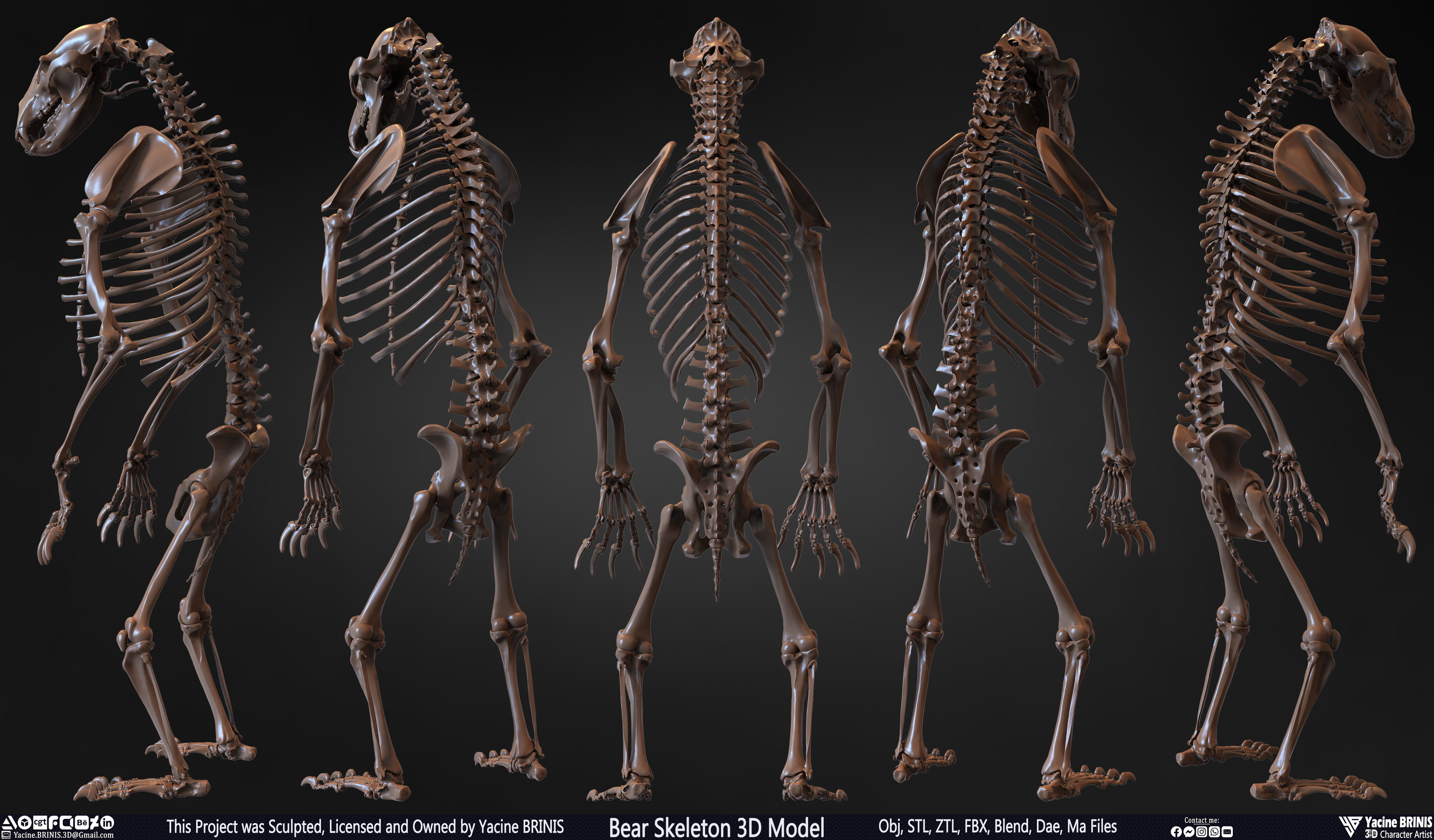 Bear Skeleton 3D Model Low-poly 3D model_2
