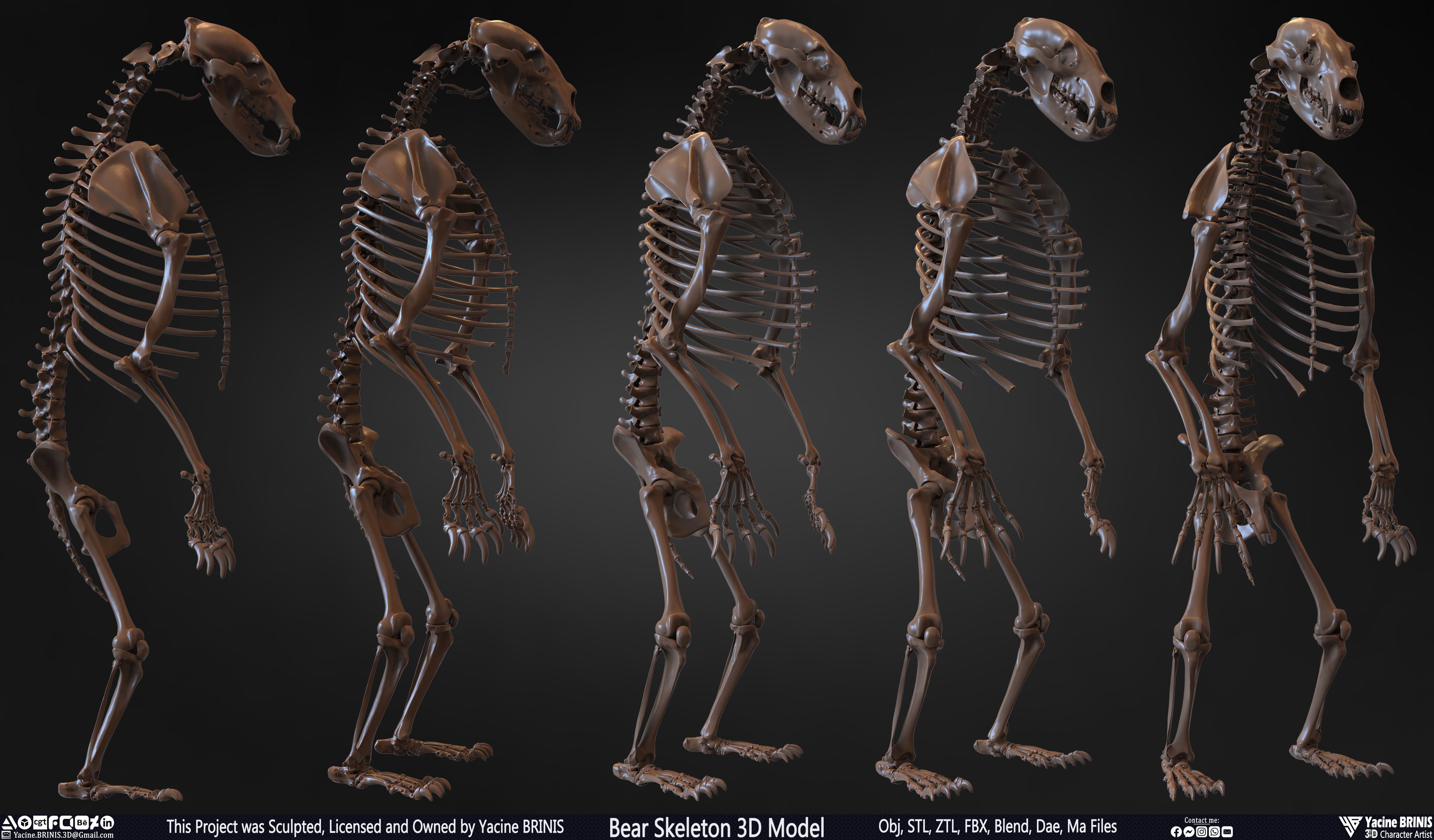 Bear Skeleton 3D Model Low-poly 3D model_3