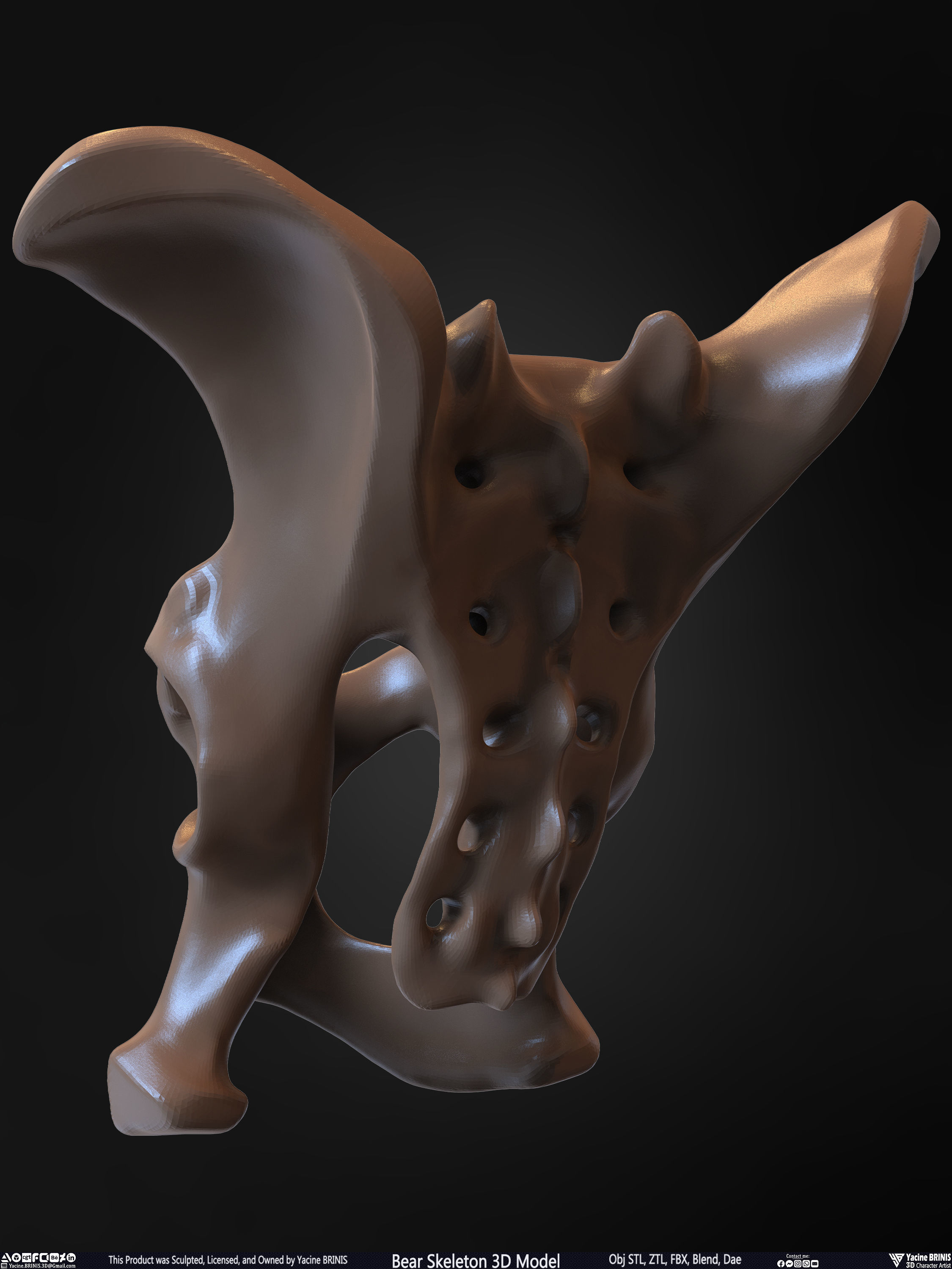 Bear Skeleton 3D Model Low-poly 3D model_37