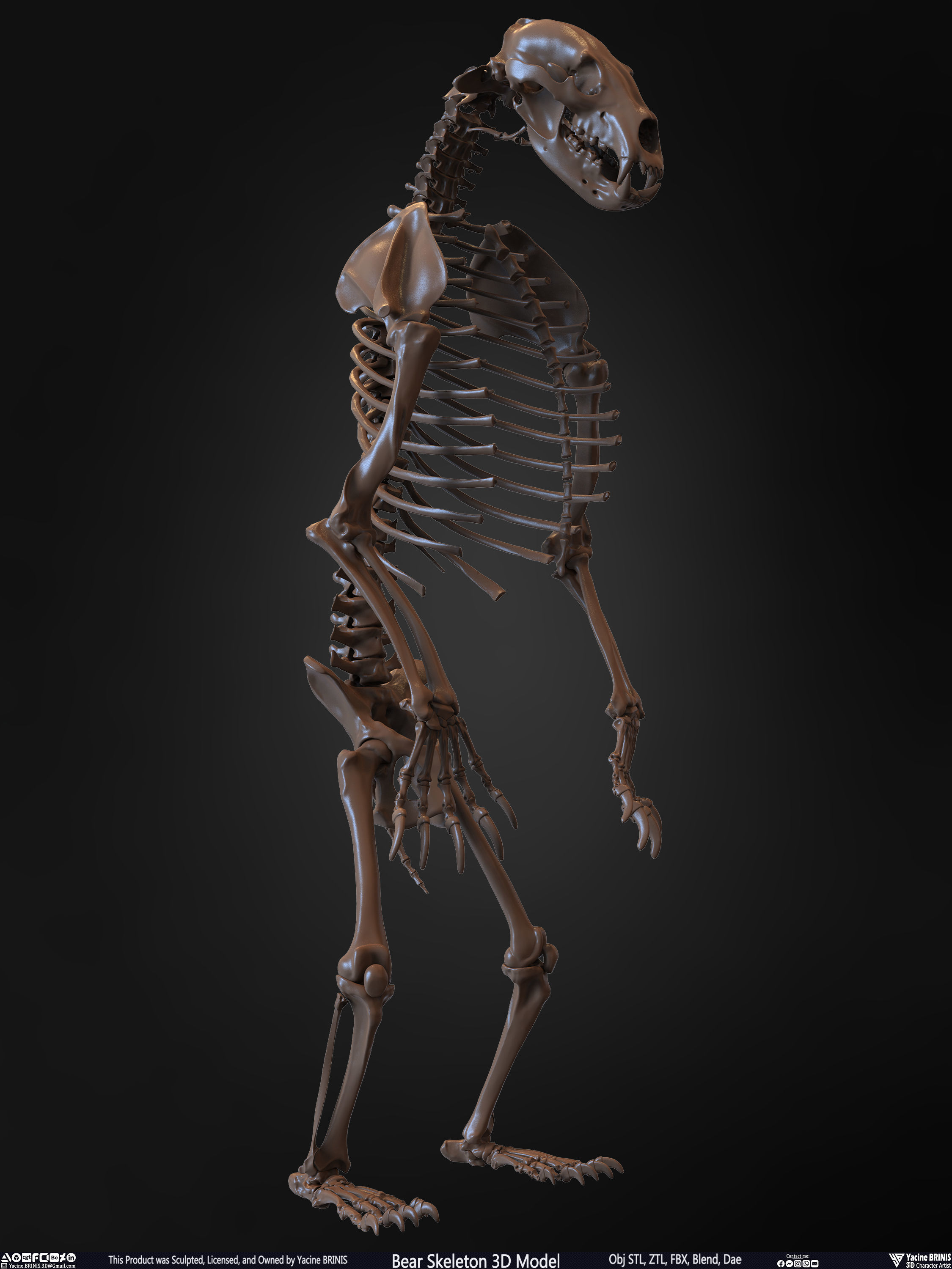 Bear Skeleton 3D Model Low-poly 3D model_24