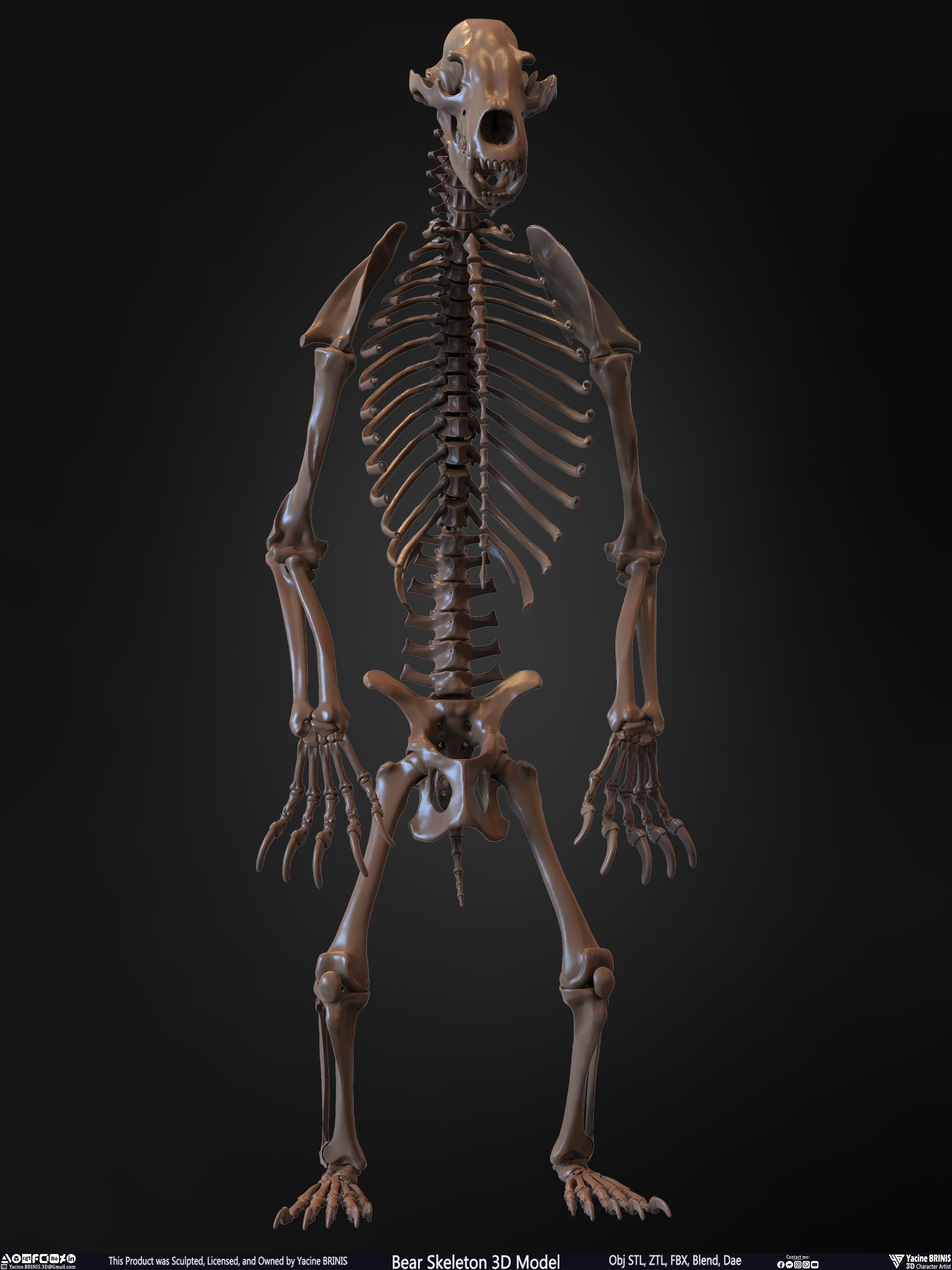 Bear Skeleton 3D Model Low-poly 3D model_27