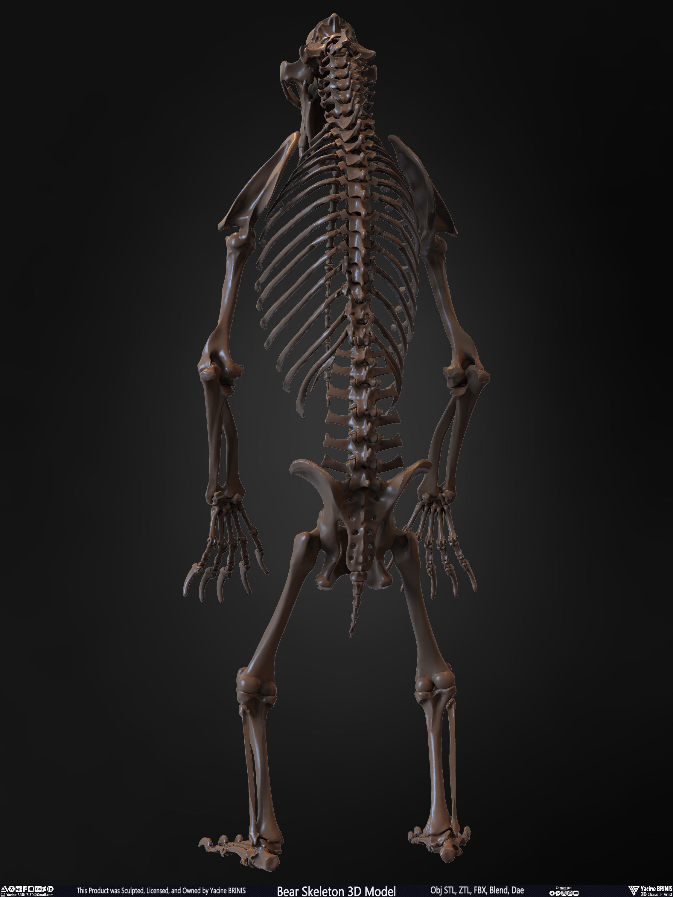 Bear Skeleton 3D Model Low-poly 3D model_14