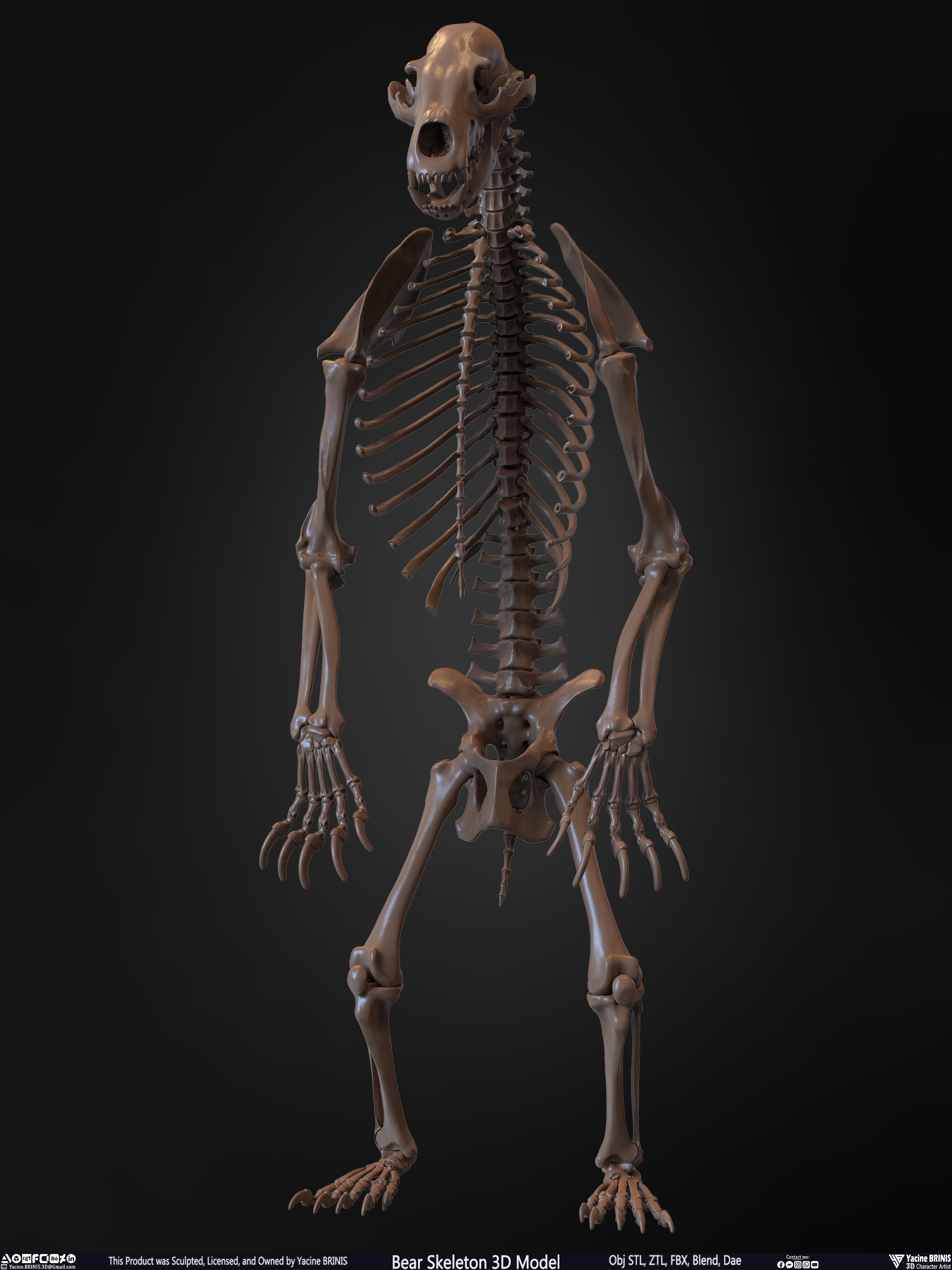 Bear Skeleton 3D Model Low-poly 3D model_5
