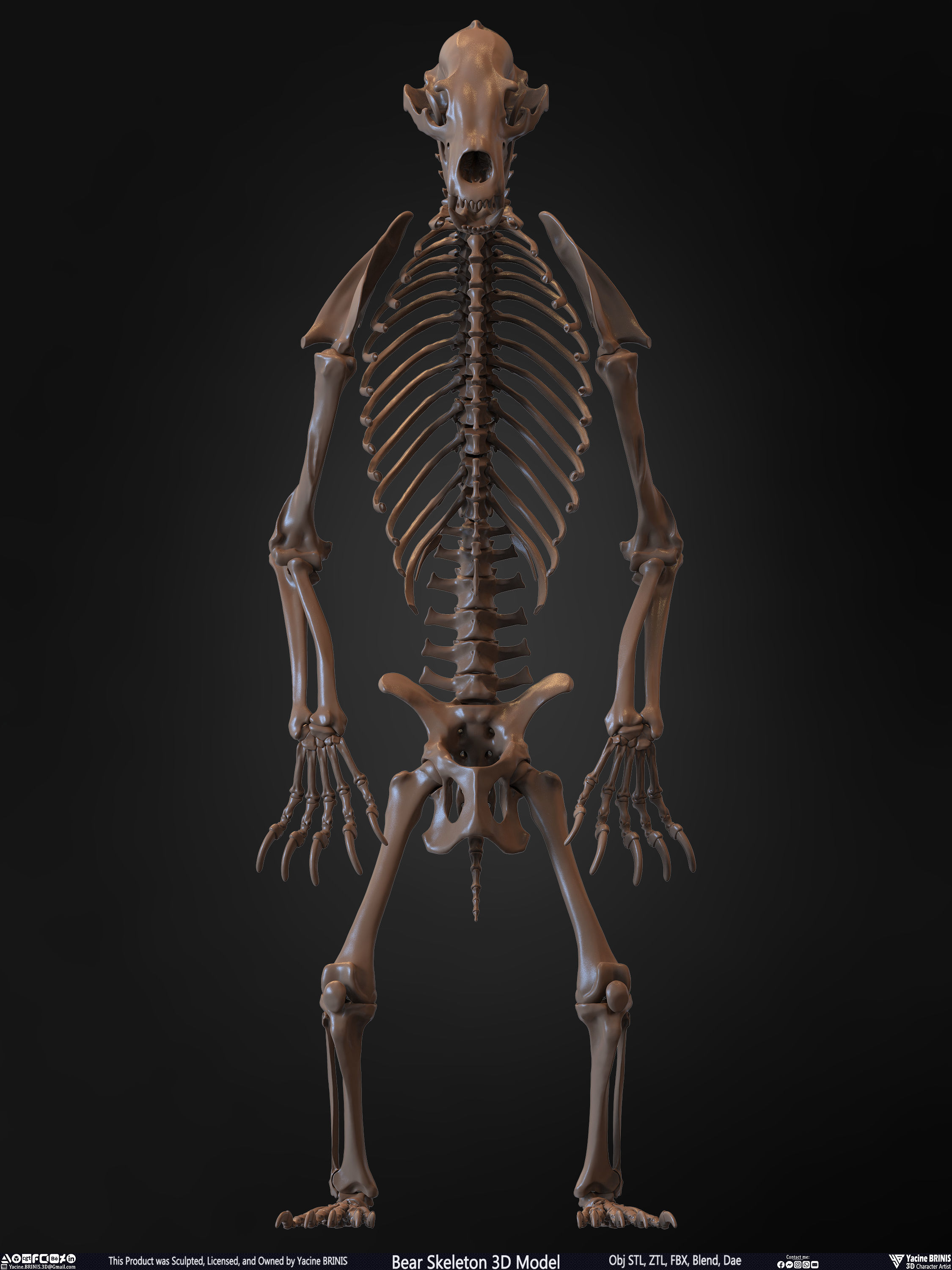 Bear Skeleton 3D Model Low-poly 3D model_4