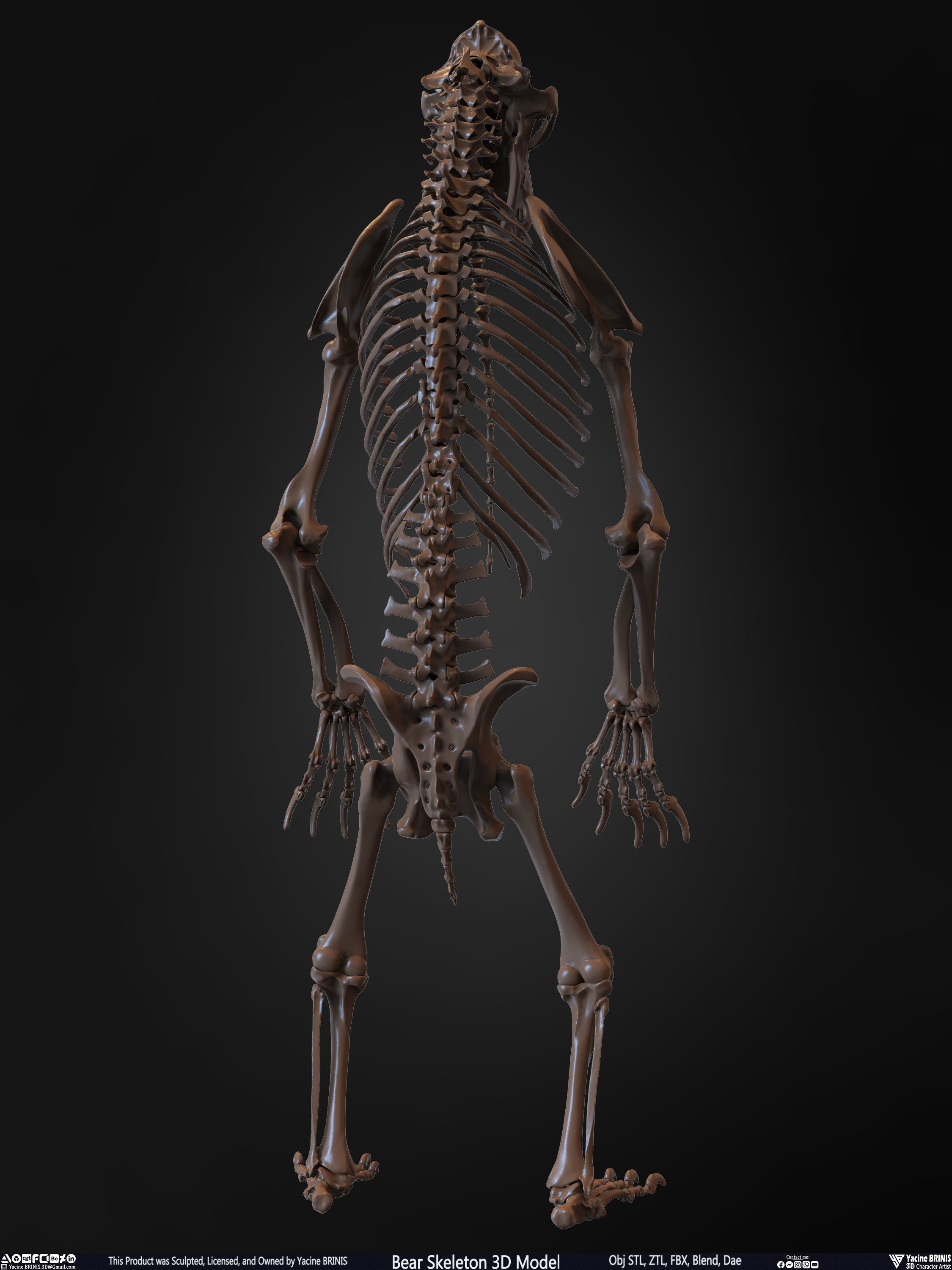 Bear Skeleton 3D Model Low-poly 3D model_16