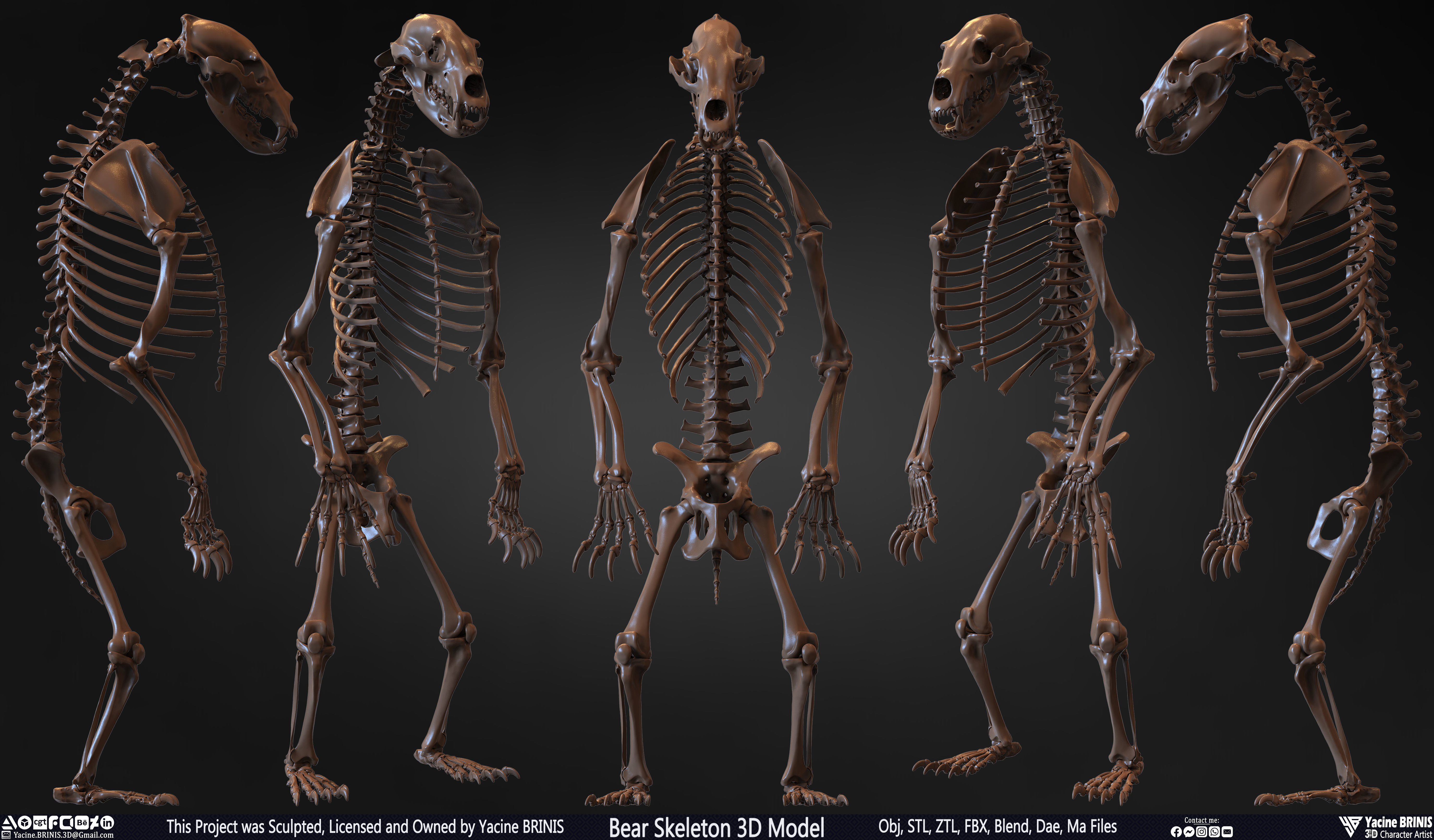 Bear Skeleton 3D Model Low-poly 3D model_1