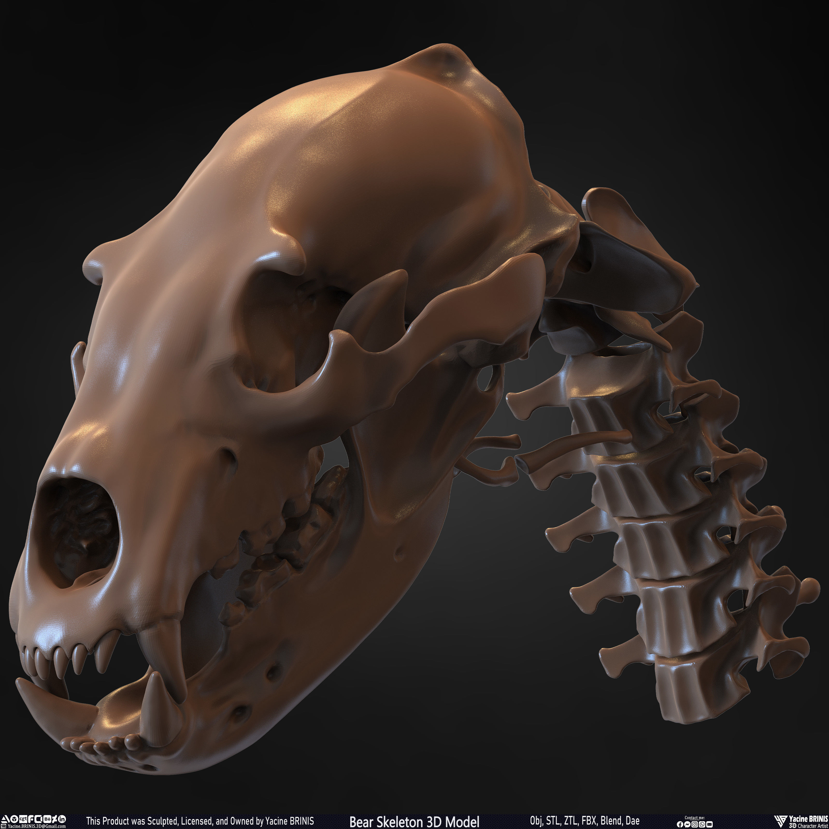 Bear Skeleton 3D Model Low-poly 3D model_31