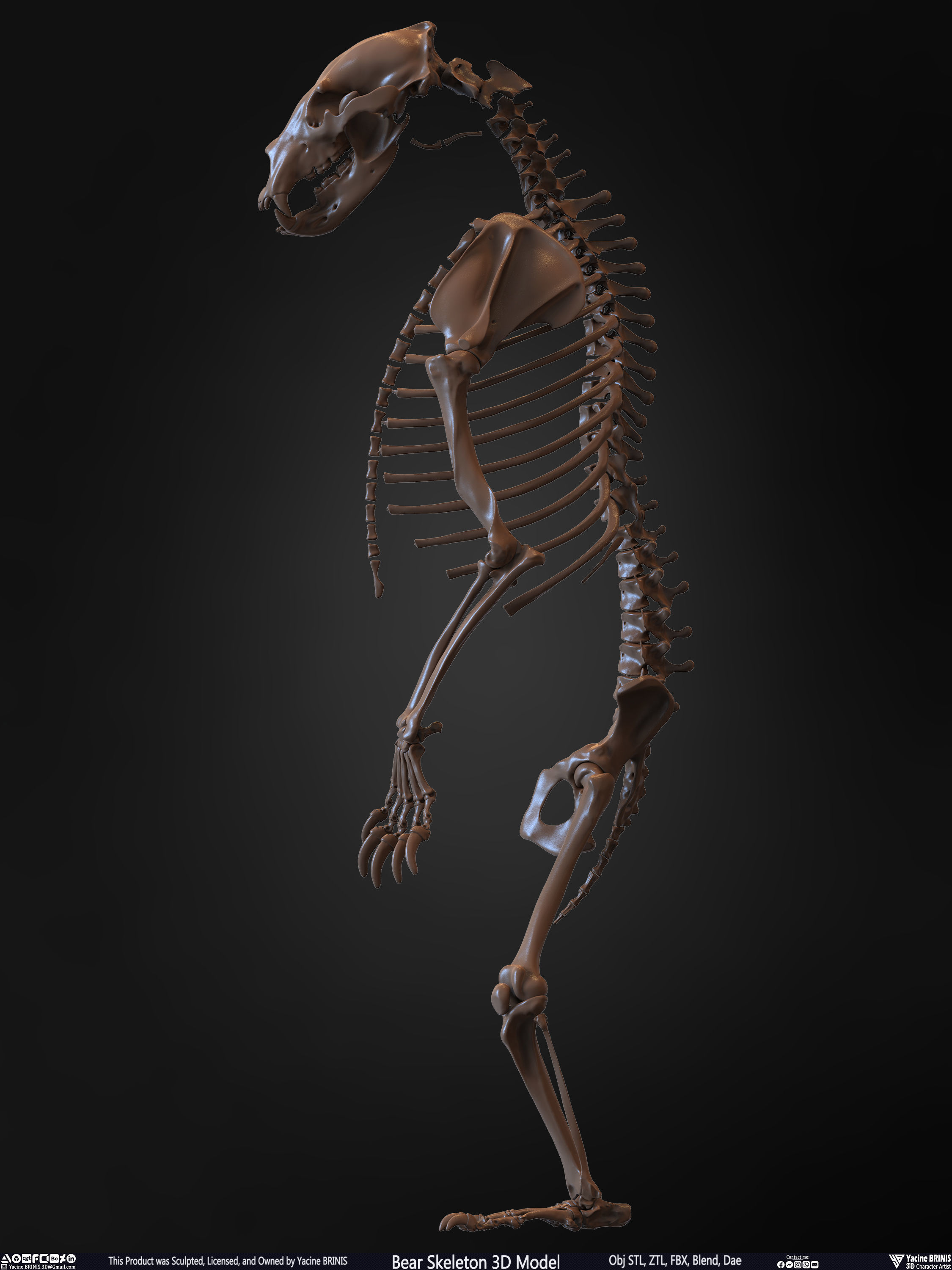 Bear Skeleton 3D Model Low-poly 3D model_10