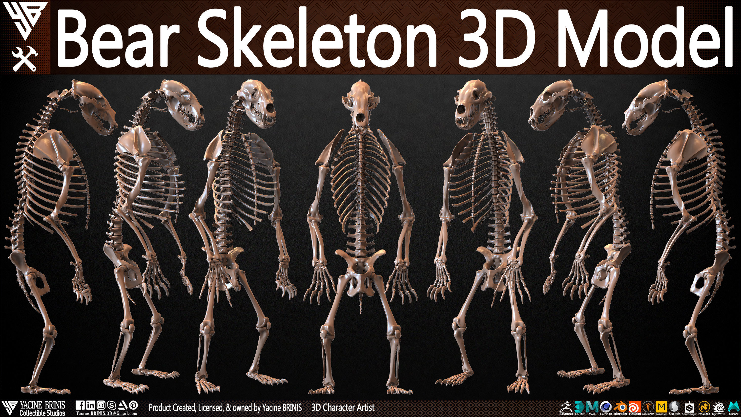 Bear Skeleton 3D Model Low-poly 3D model_38