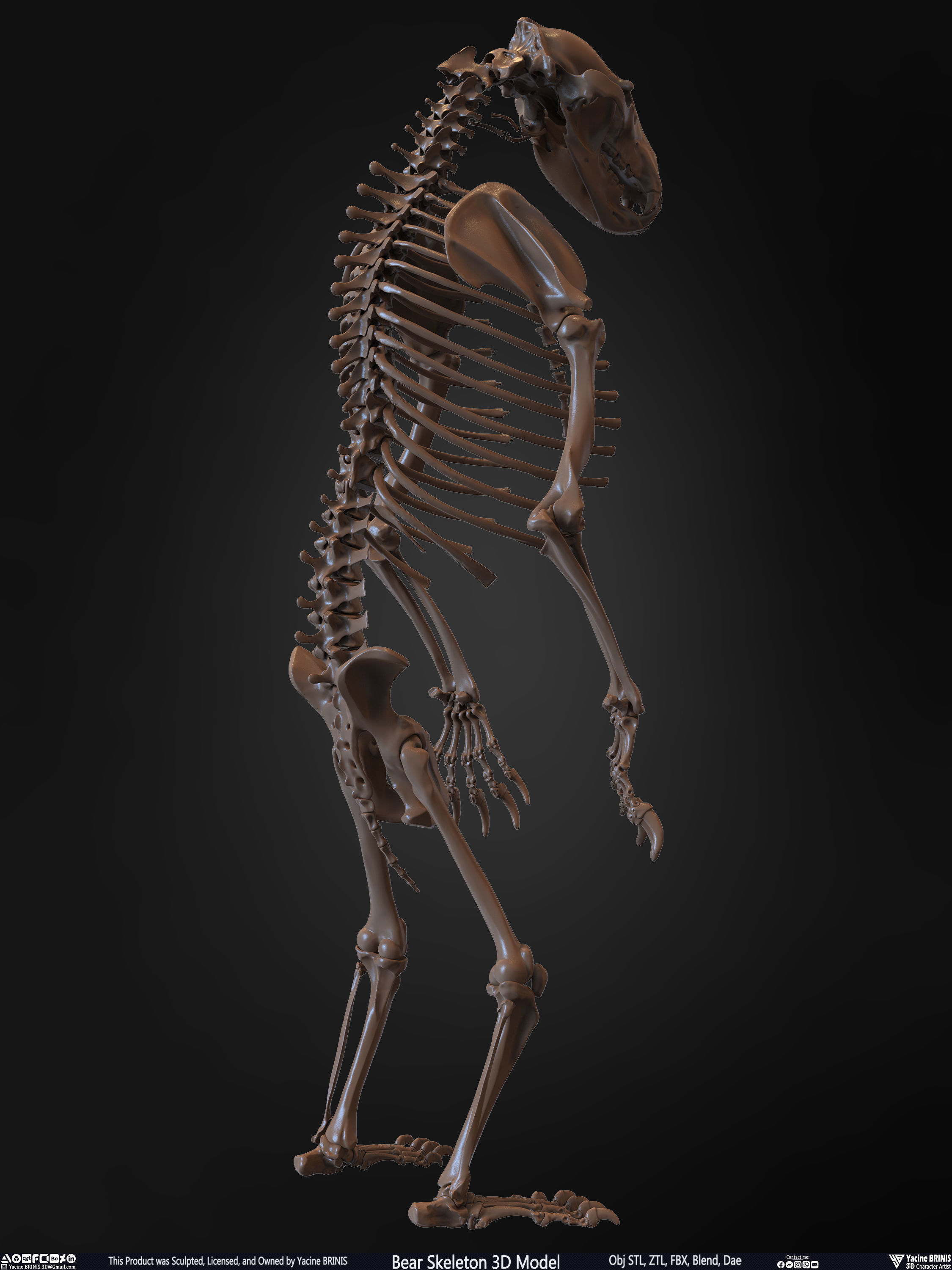 Bear Skeleton 3D Model Low-poly 3D model_19