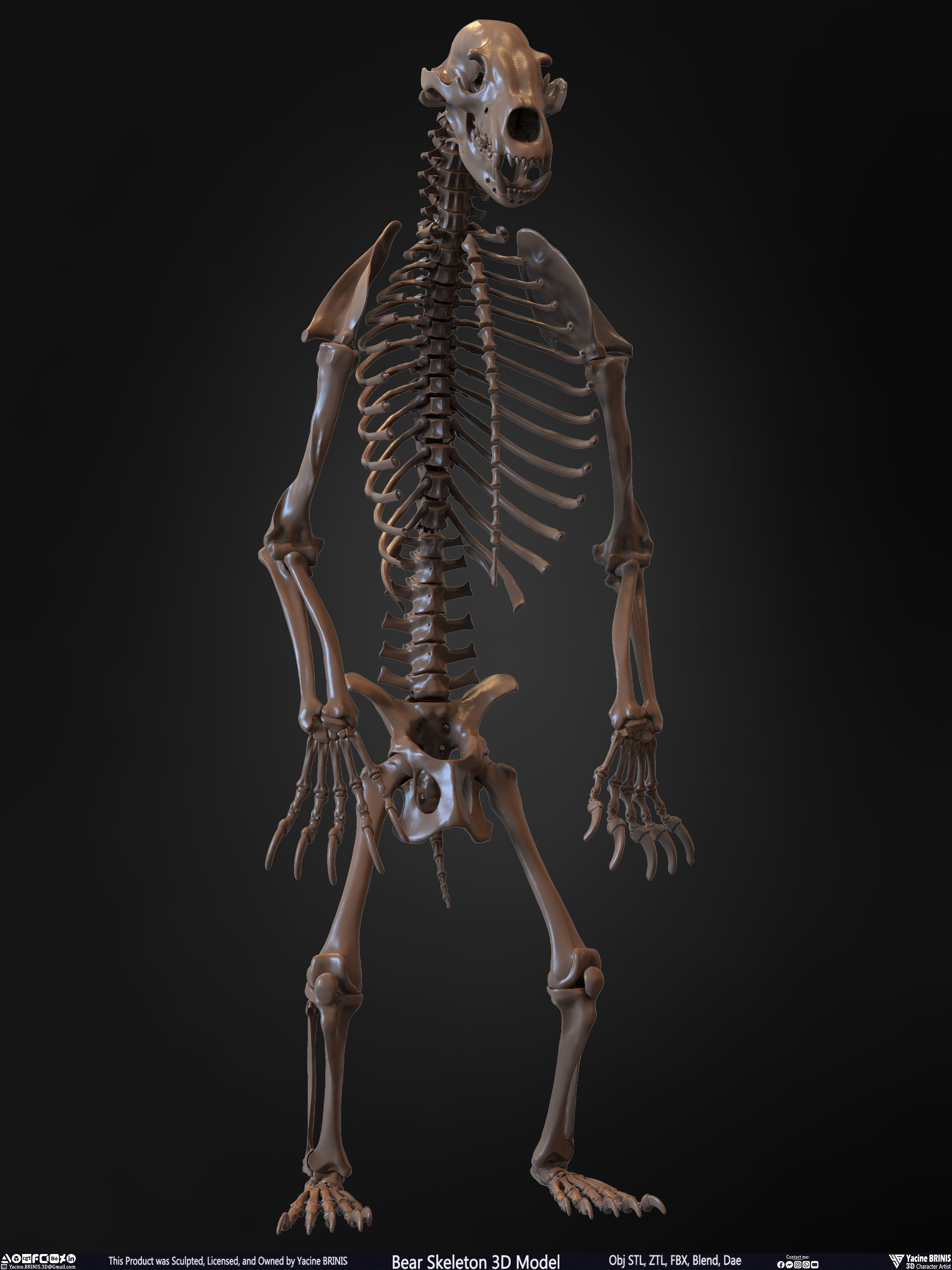 Bear Skeleton 3D Model Low-poly 3D model_26