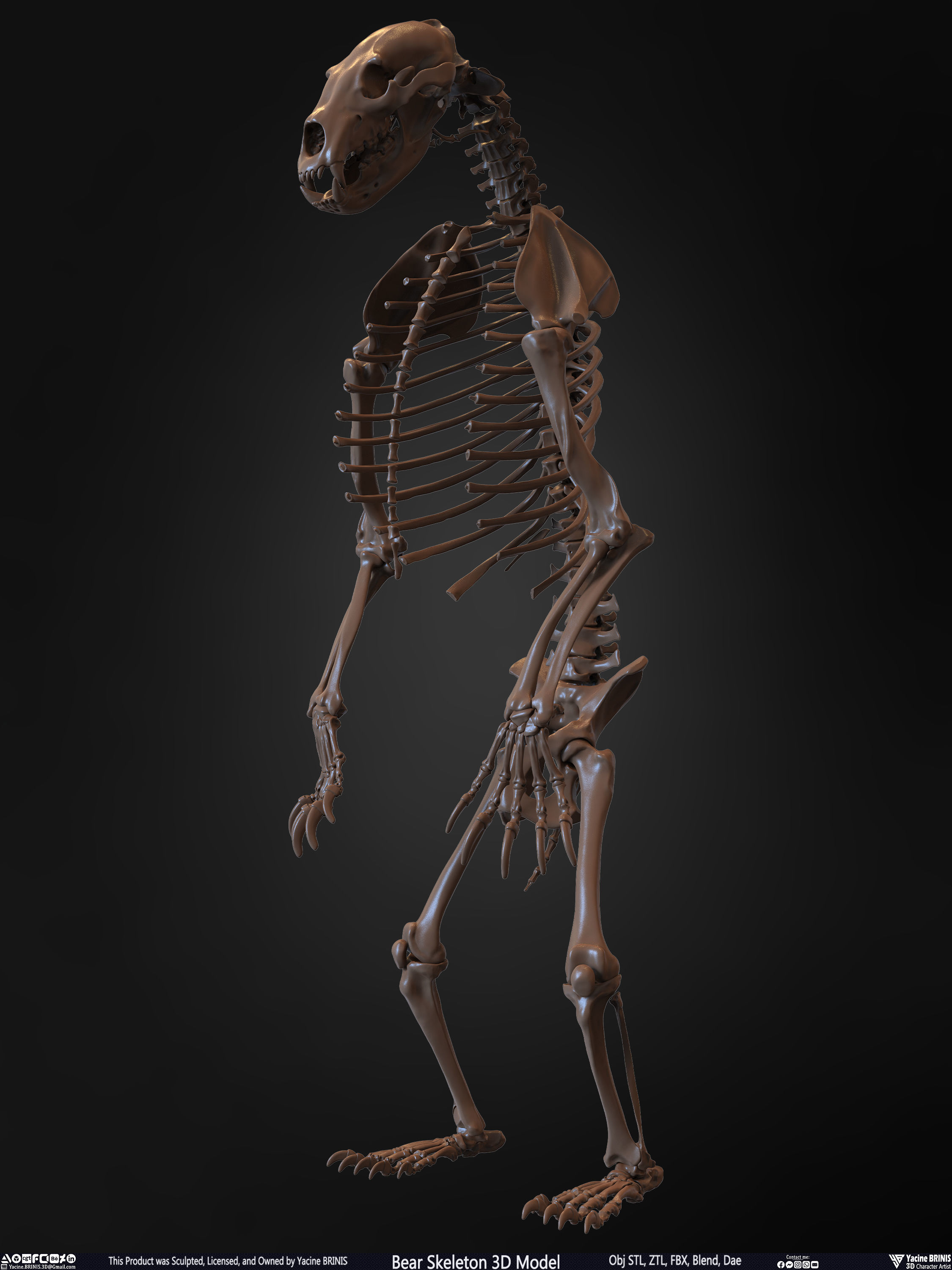 Bear Skeleton 3D Model Low-poly 3D model_8