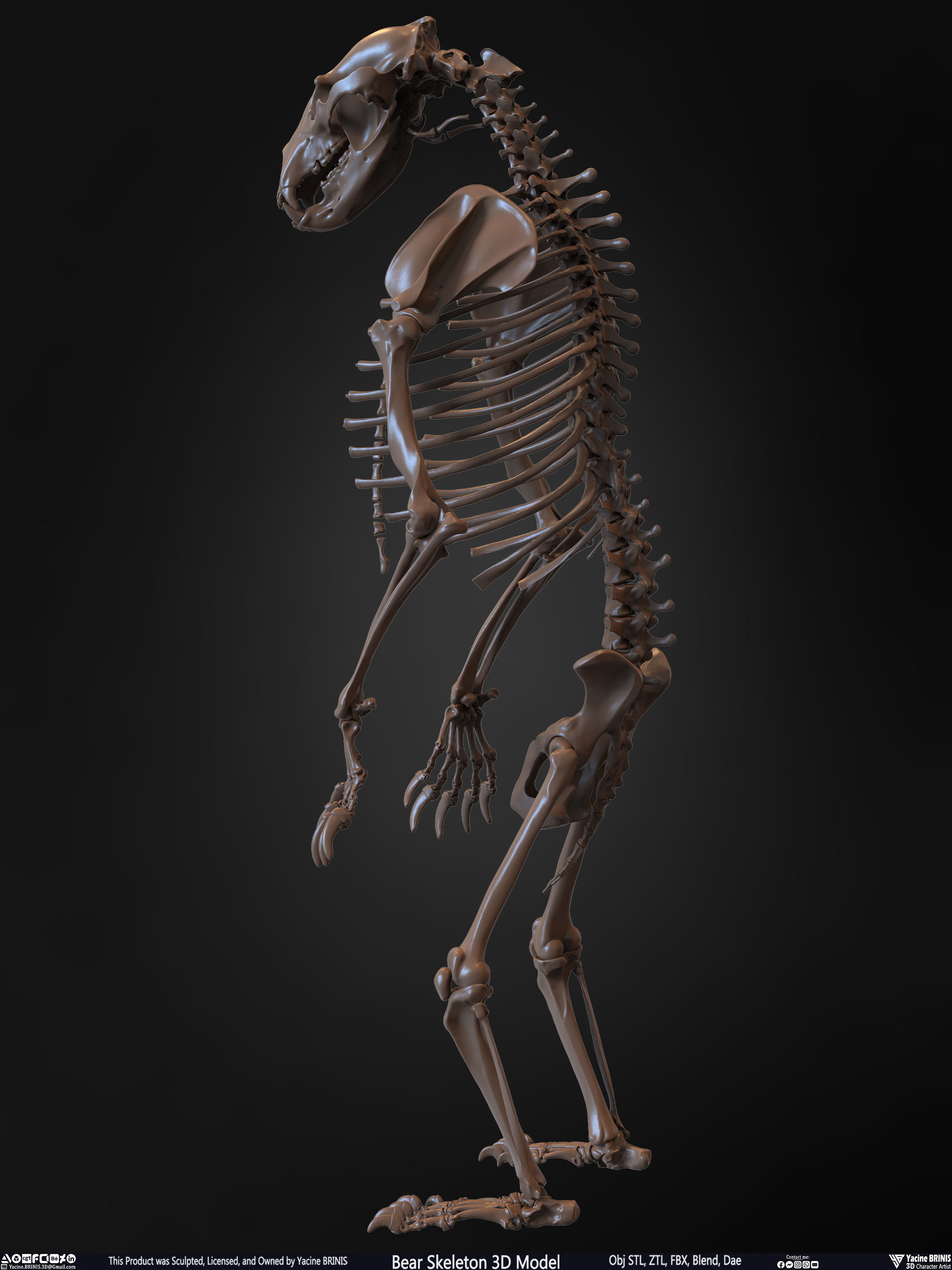 Bear Skeleton 3D Model Low-poly 3D model_11