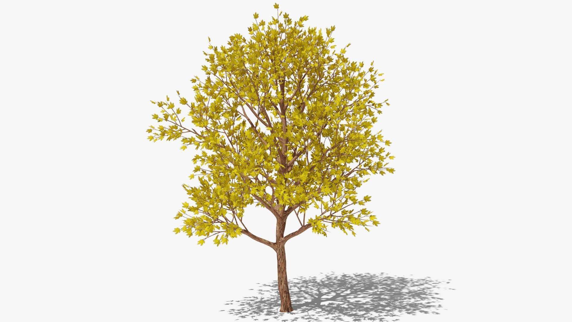 Stylized Cartoon Maple Tree with Yellow Leaves Low-poly 3D model_4