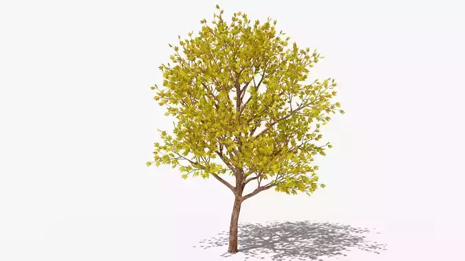 Stylized Cartoon Maple Tree with Yellow Leaves Low-poly 3D model