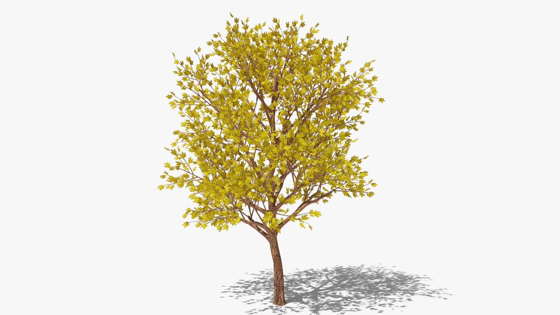 Stylized Cartoon Maple Tree with Yellow Leaves Low-poly 3D model_3