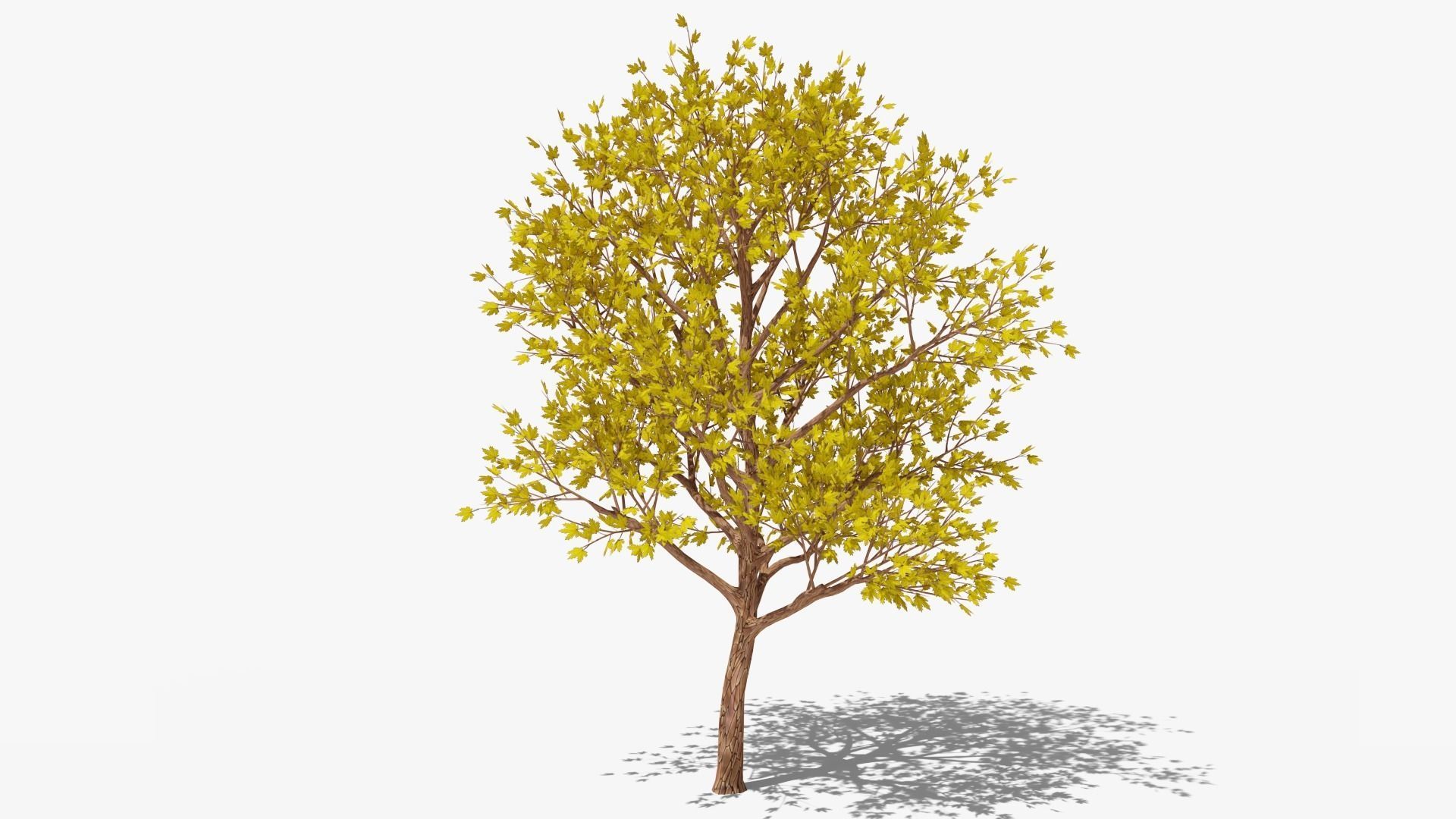 Stylized Cartoon Maples Set 3D Model Collection_7