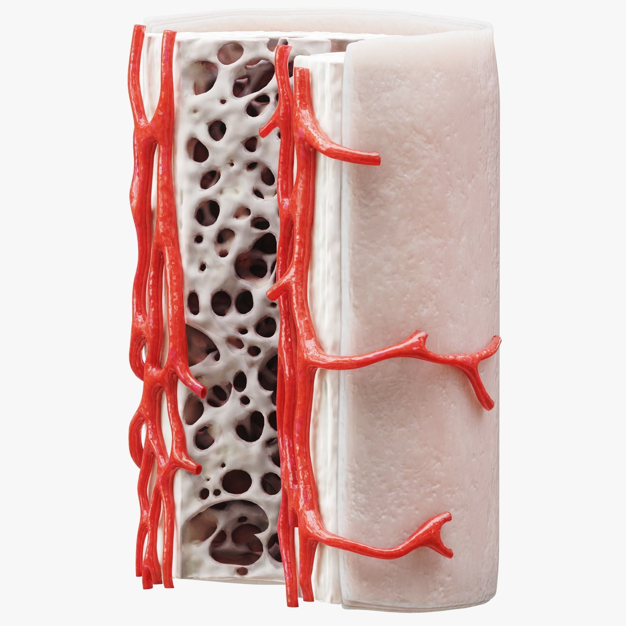 Bone Structure Anatomy Periosteum Spongy  3D model_6
