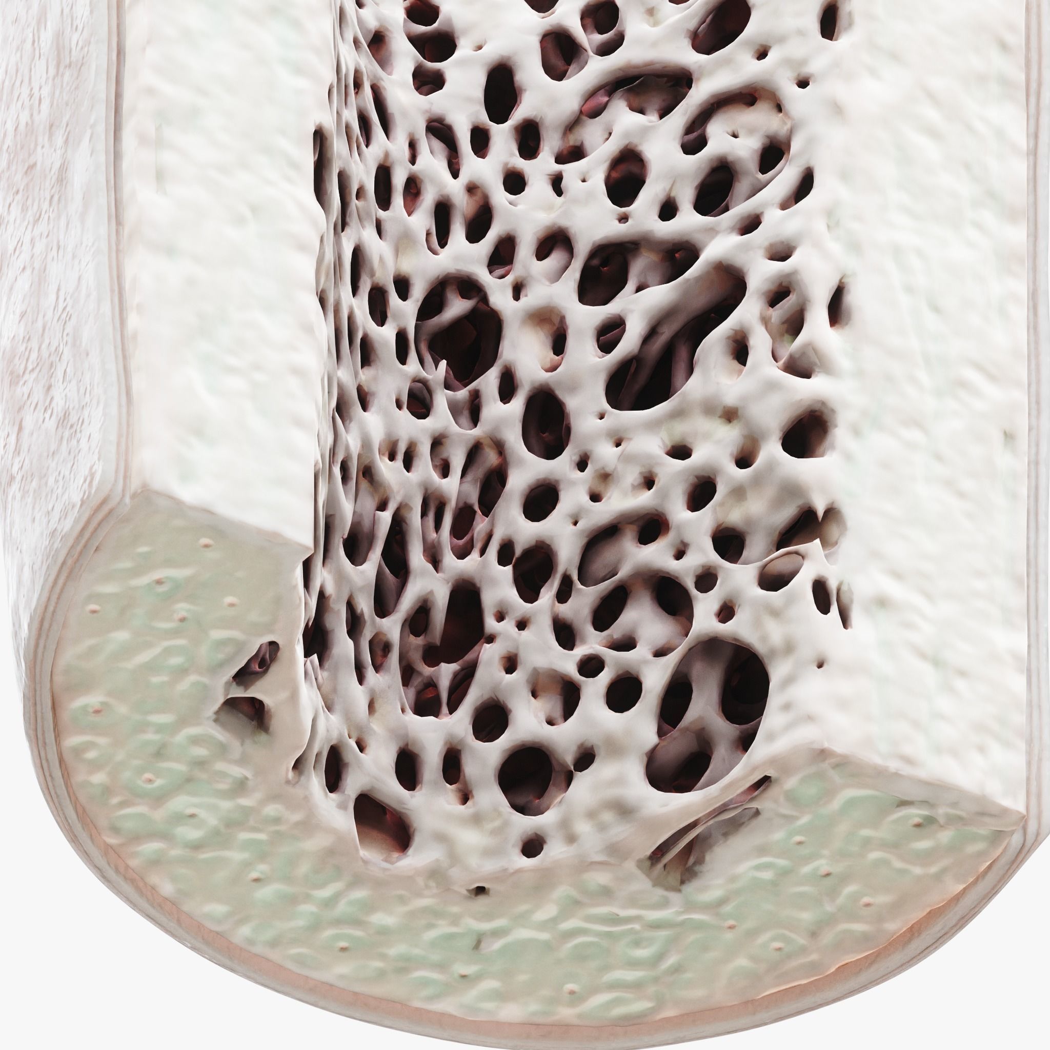 Bone Structure Anatomy Periosteum Spongy  3D model_1