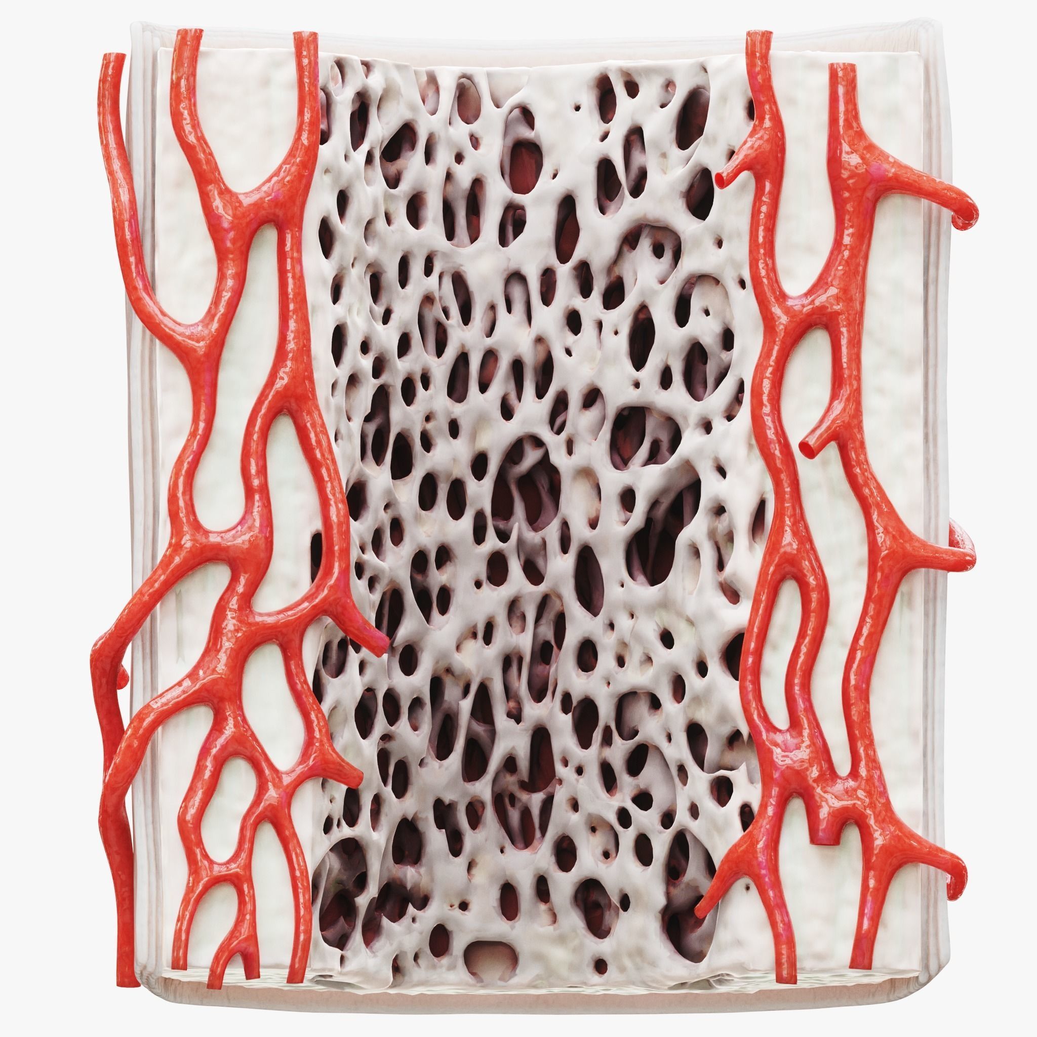 Bone Structure Anatomy Periosteum Spongy  3D model_2