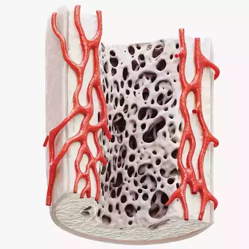 Bone Structure Anatomy Periosteum Spongy  3D model