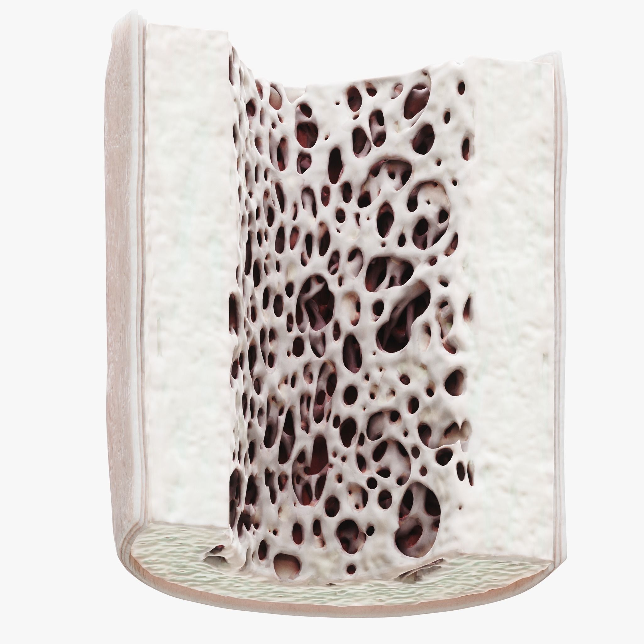 Bone Structure Anatomy Periosteum Spongy  3D model_5