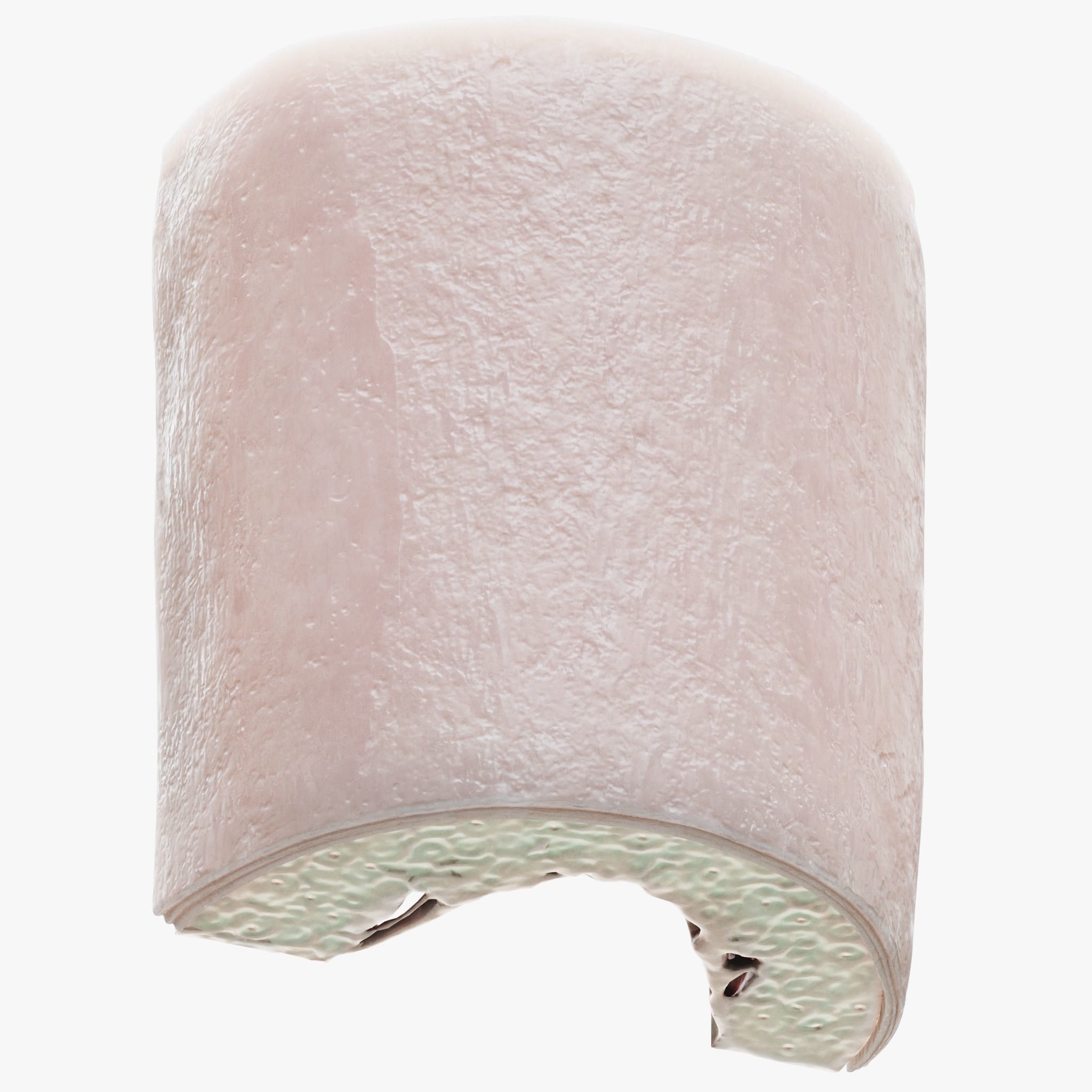 Bone Structure Anatomy Periosteum Spongy  3D model_4