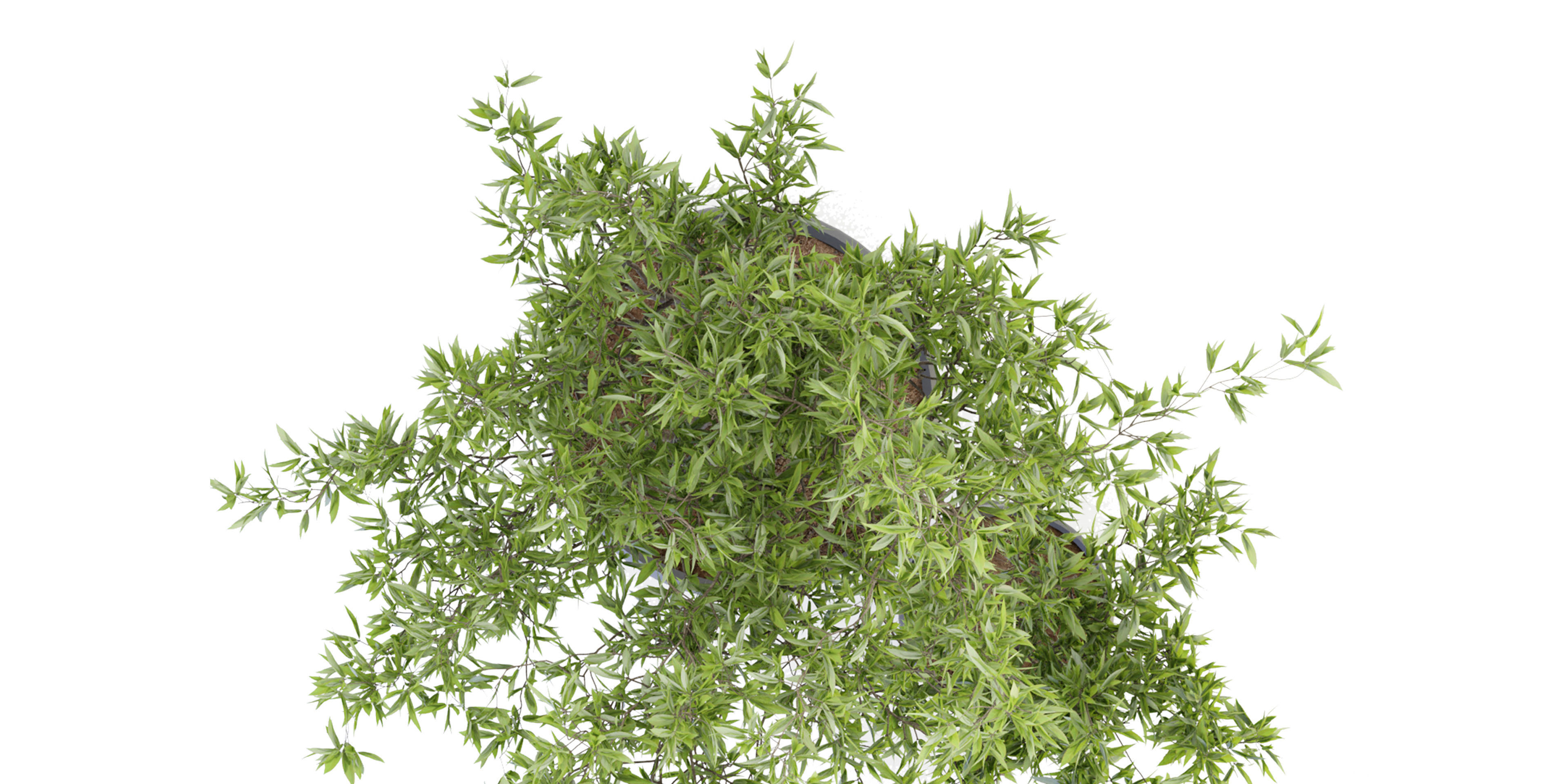 Collection plant vol 93 - blender model  3D model_4