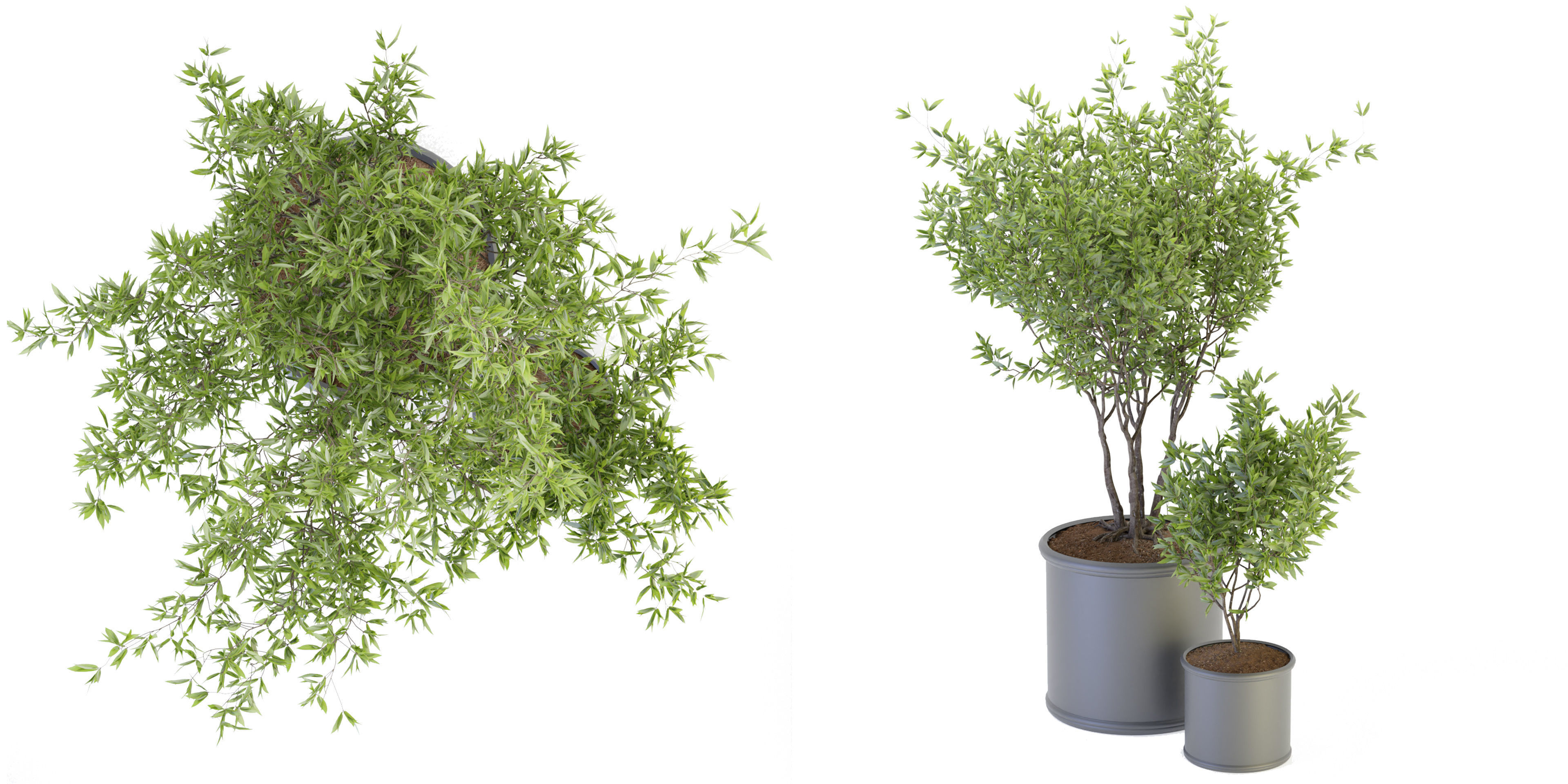 Collection plant vol 93 - blender model  3D model_3