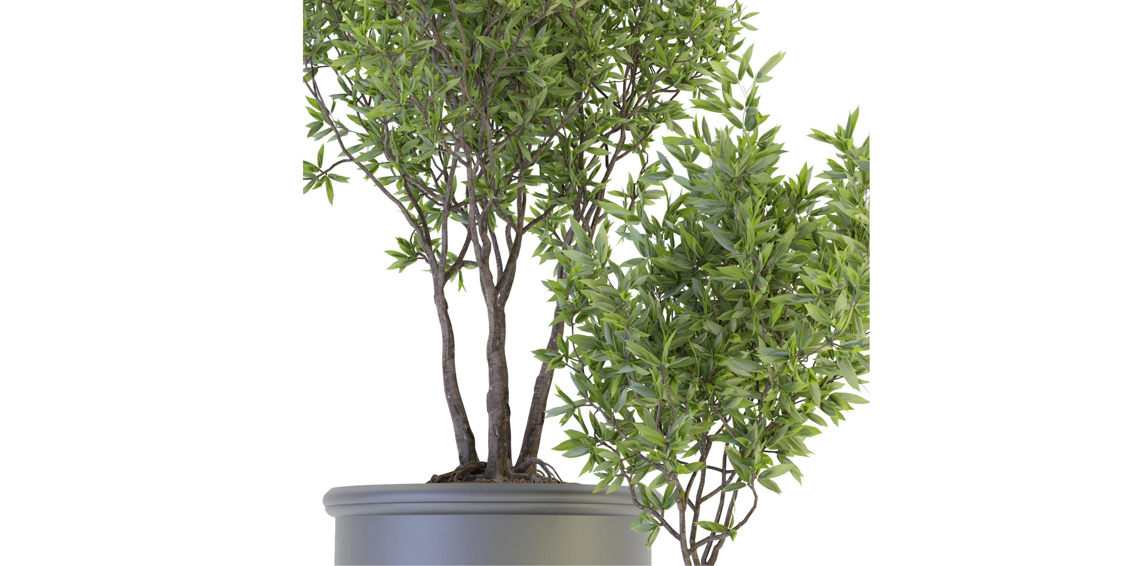 Collection plant vol 93 - blender model  3D model_1